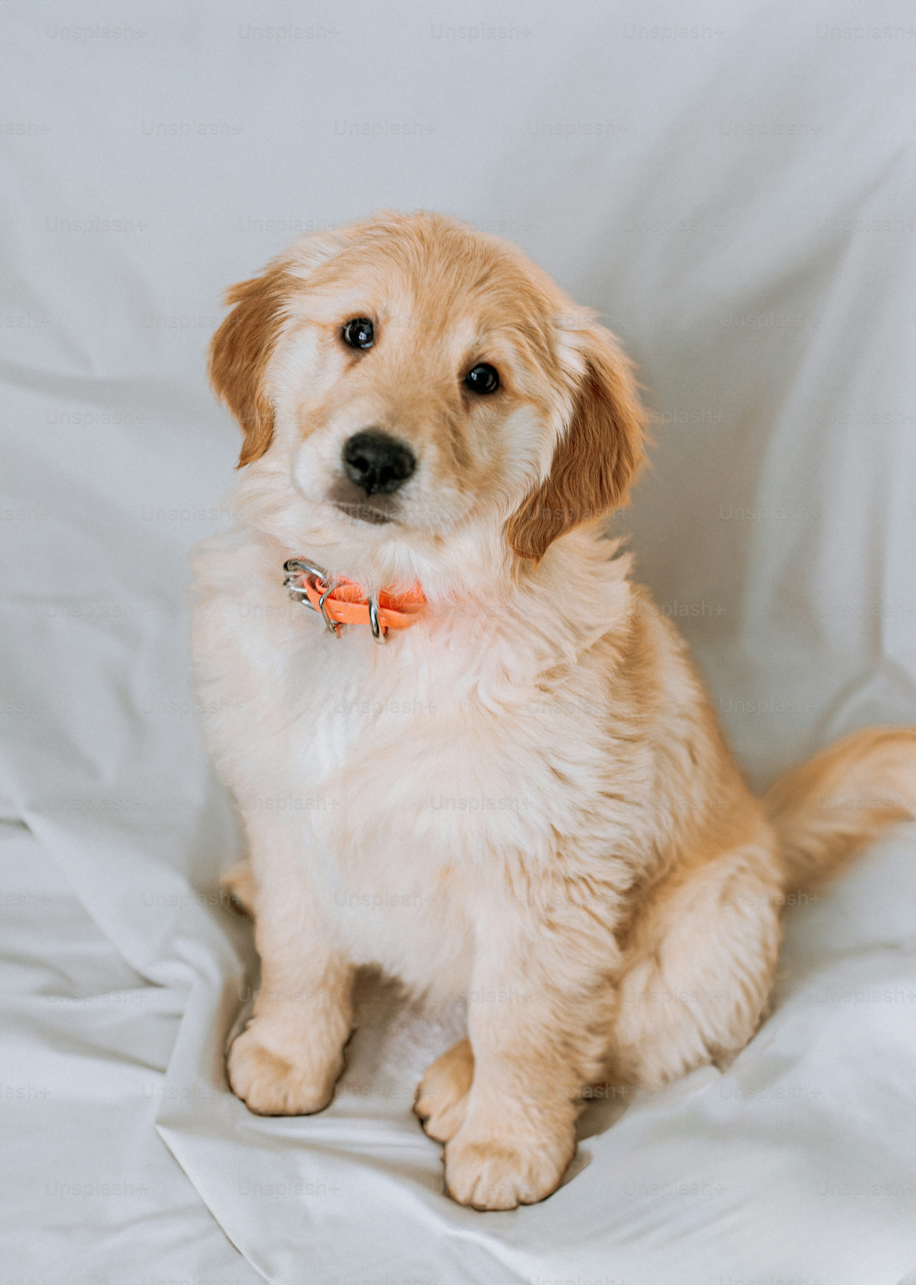 Cute Dog Picture [HD]. Download Free Image