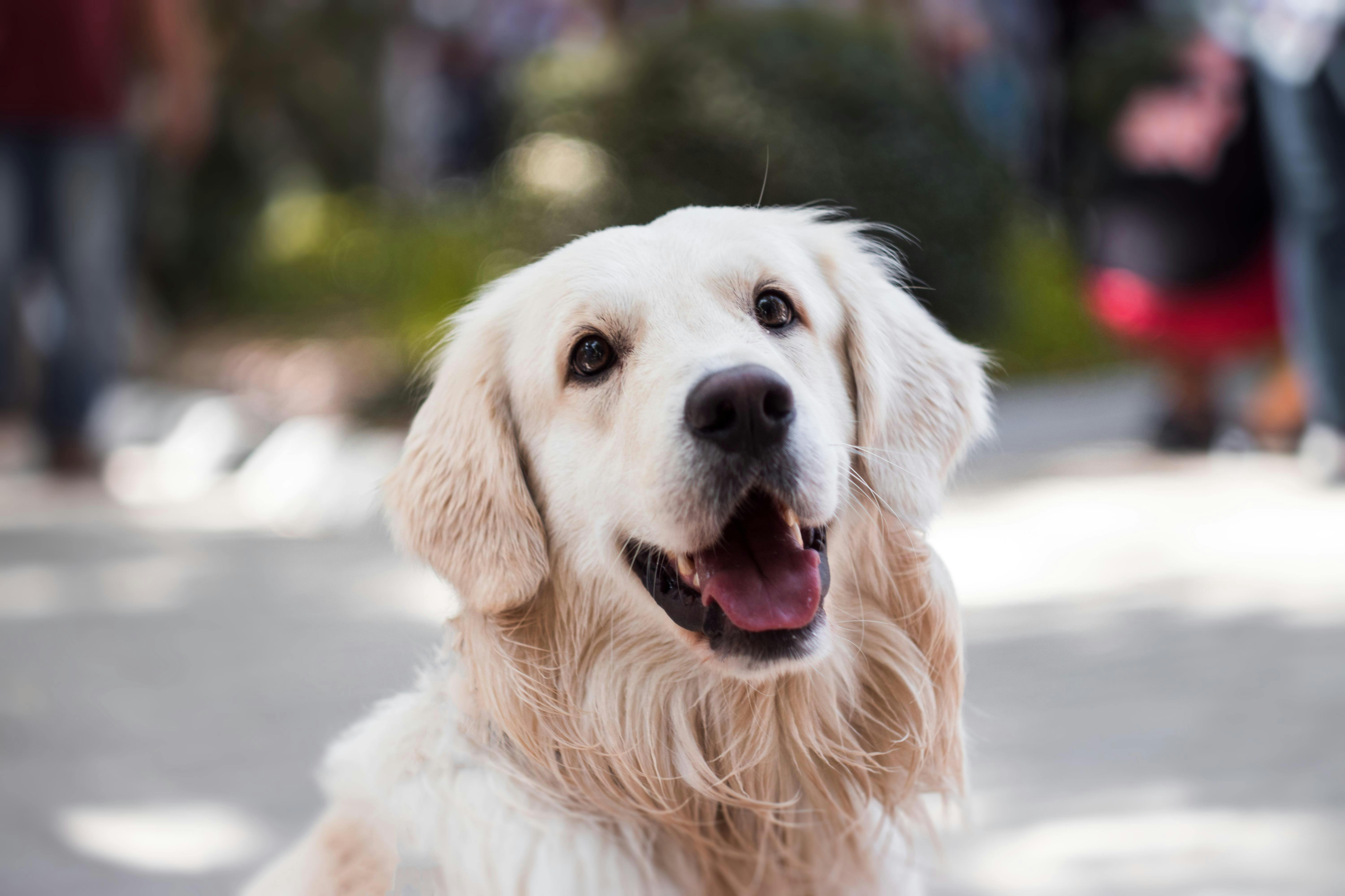 40,Best Dog Photo · 100% Free Downloads