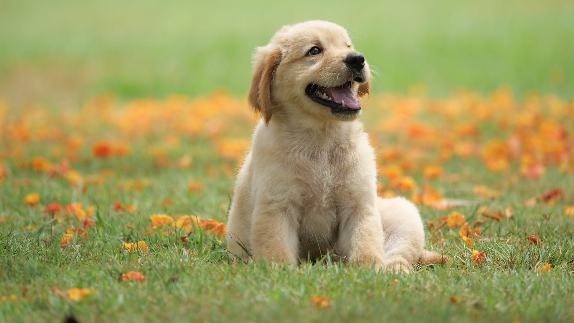 Cutest Dog Breeds