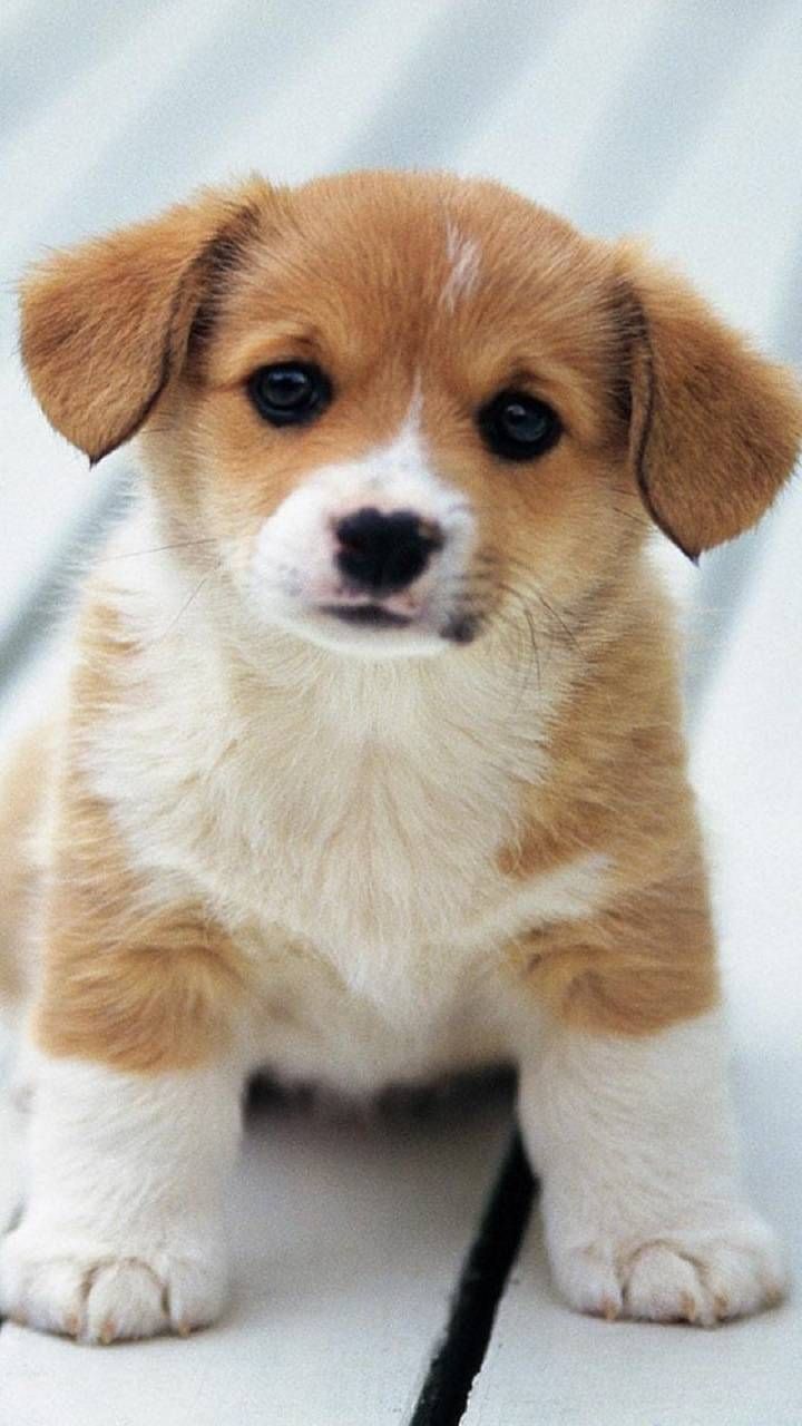 Baby Dog Image