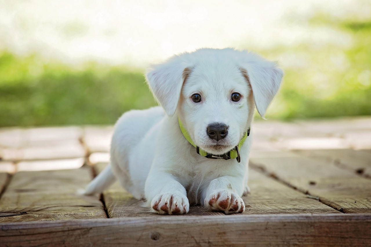 Free White Dog & Dog Image