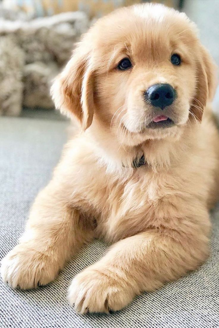 Best Golden Retriever Puppies ideas. puppies, golden retriever, cute puppies