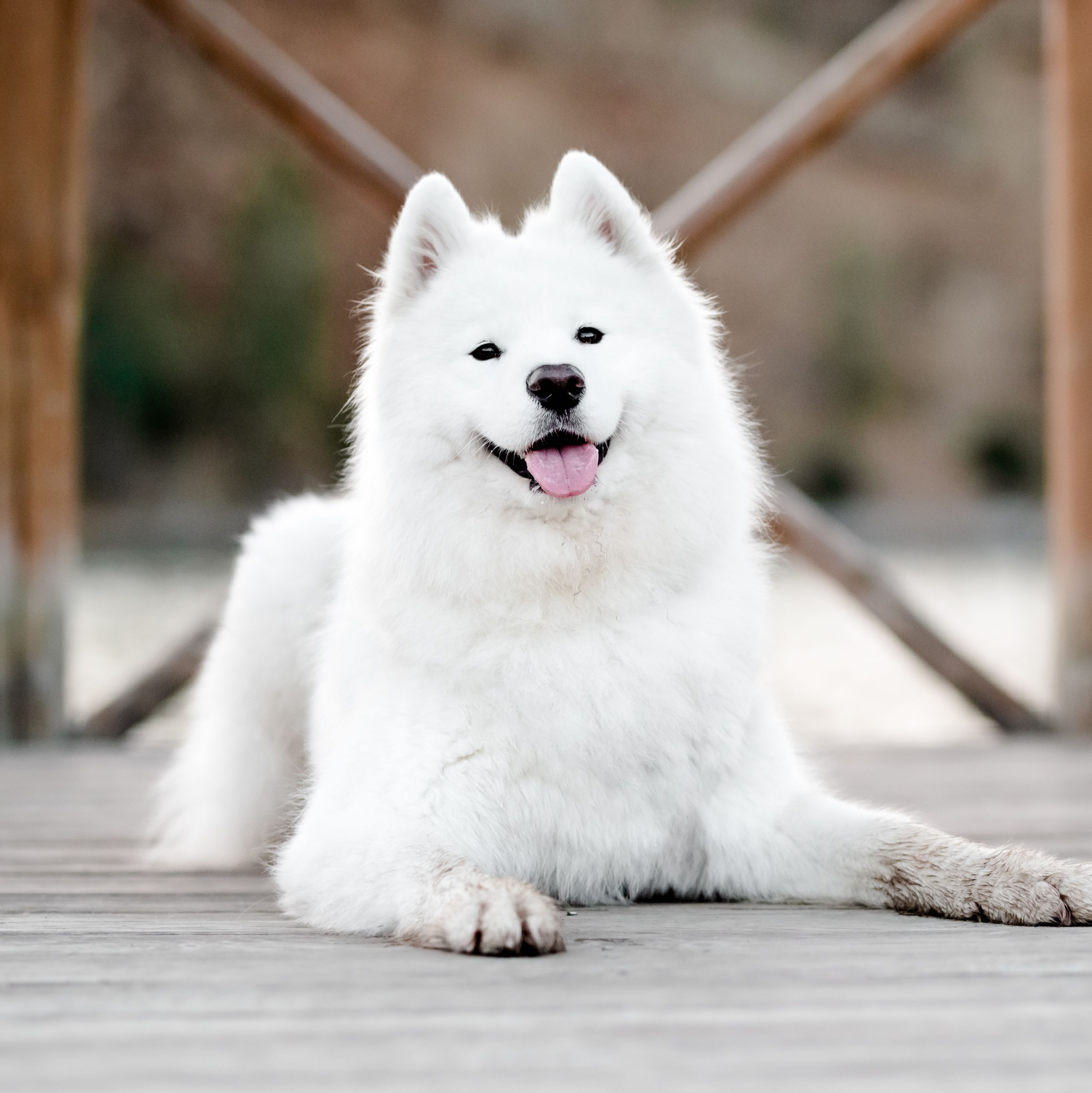 The 35 Cutest Dog Breeds That Will Make You Melt