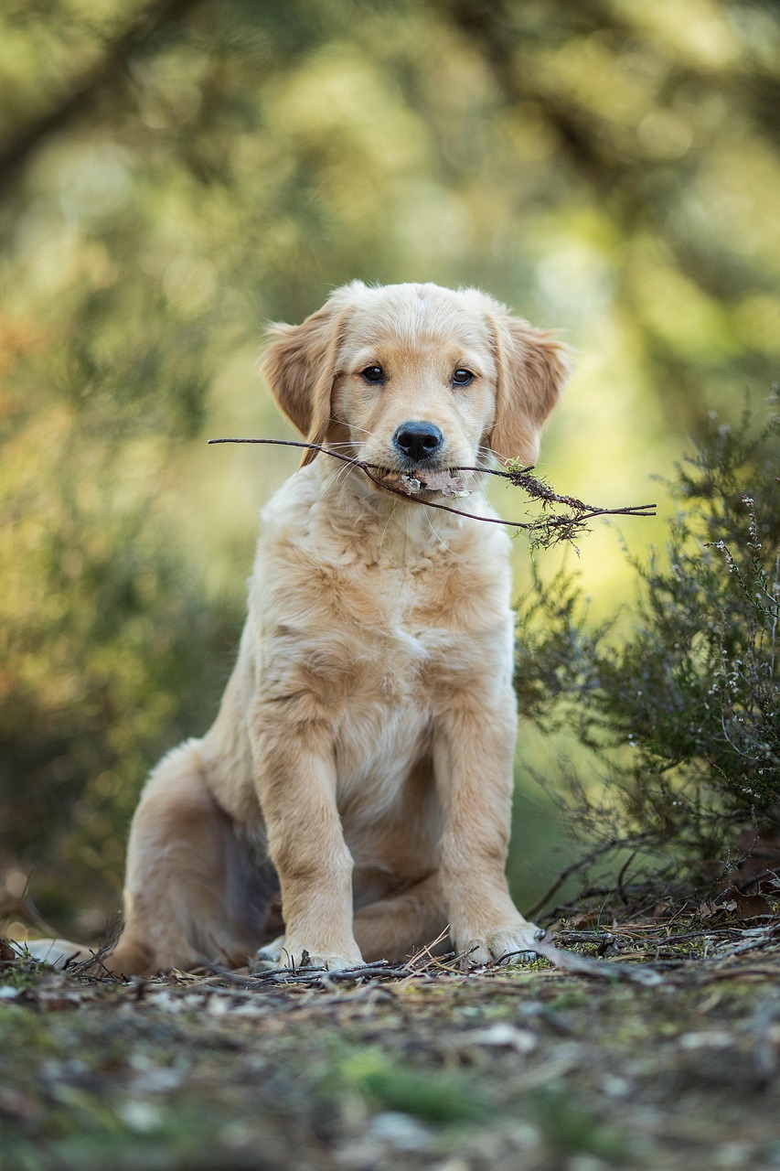 Free Golden Retriever & Animal Image