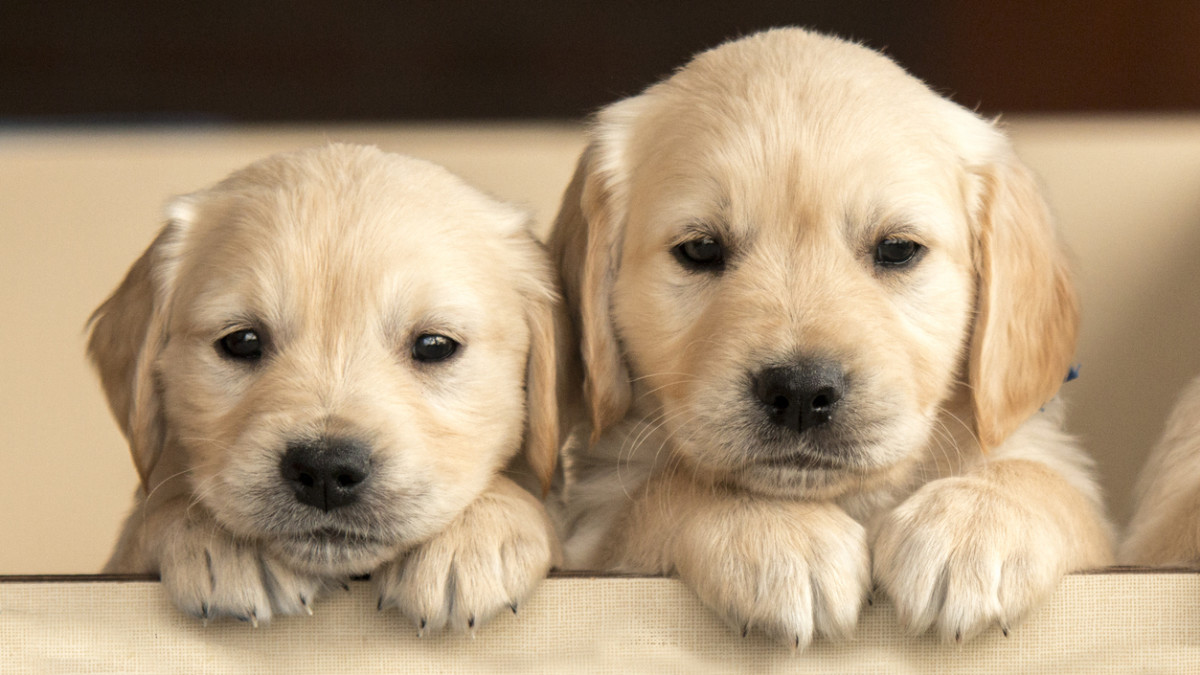 Cutest Dog Breeds of All Time