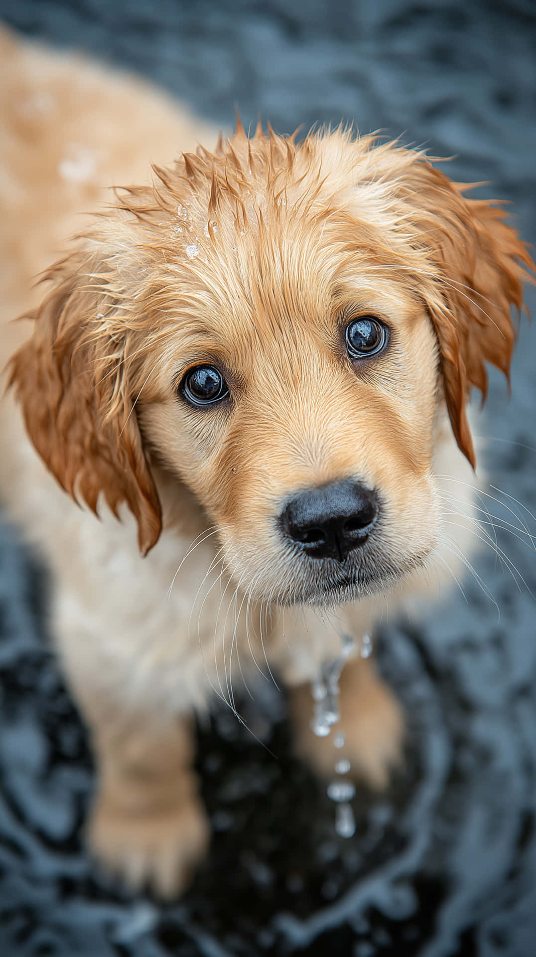 Puppy Wallpaper