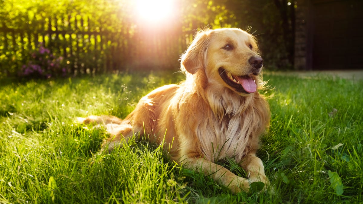 Best Large Dog Breeds Big Dogs List and Picture