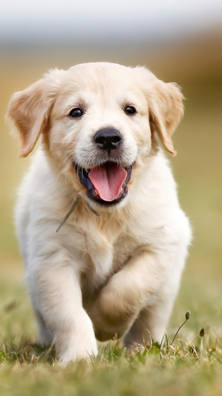 Golden Retriever Wallpaper 4K, Puppy, Running, 5K, Field