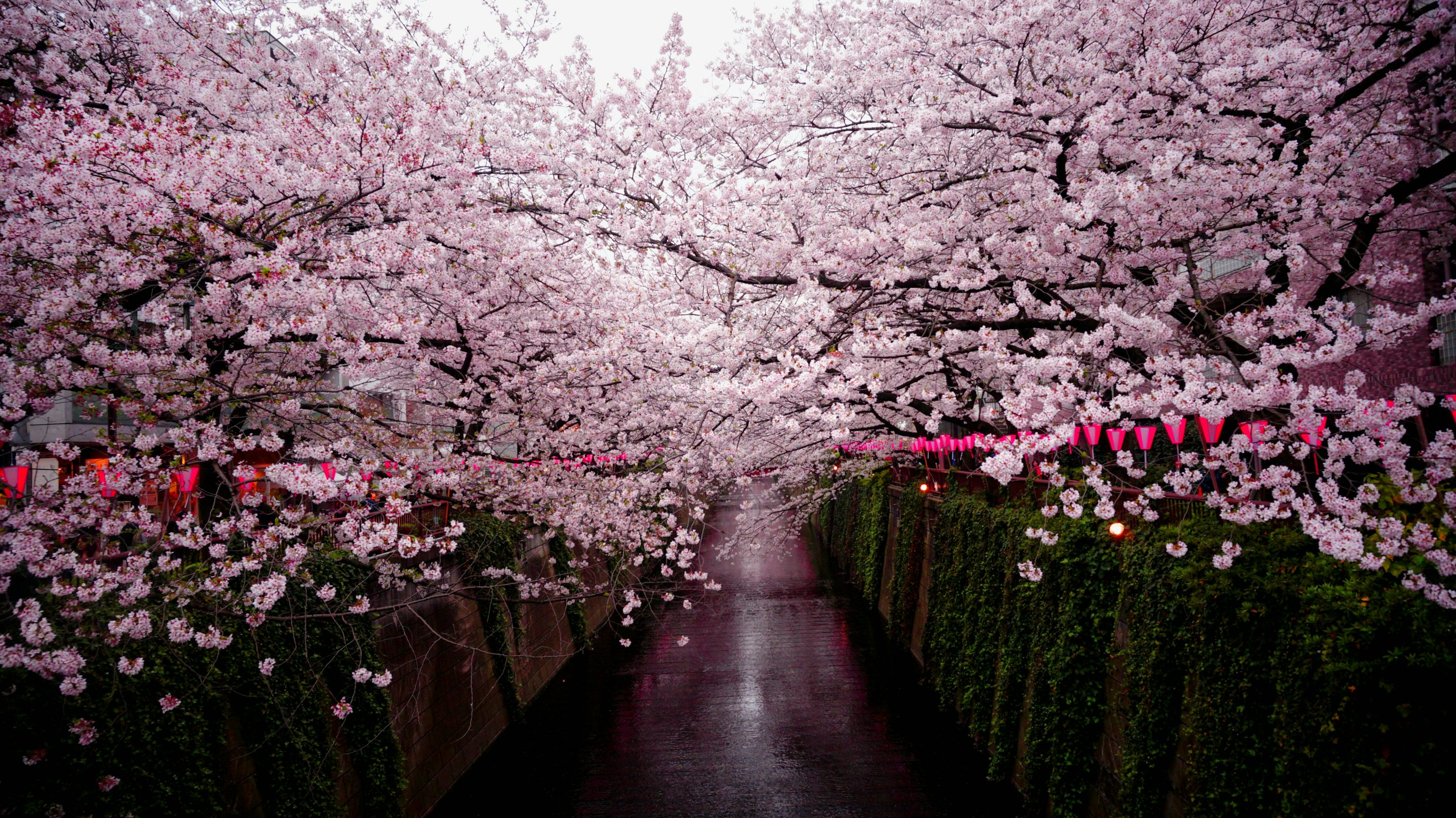 Best Sakura Tree Picture [HD]. Download Free Image