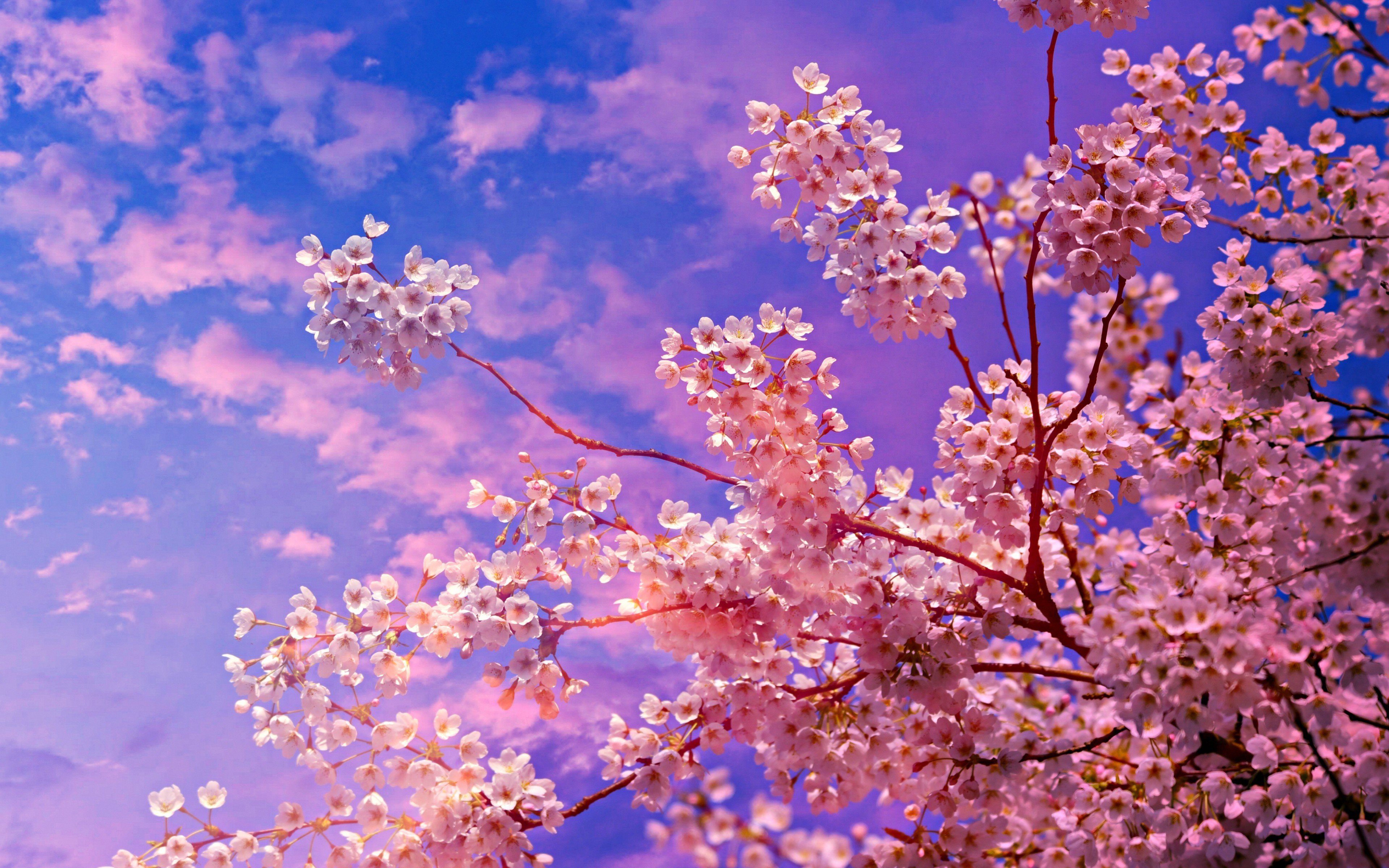 Cherry Blossom tree Aesthetic Wallpaper 4k for Desktop