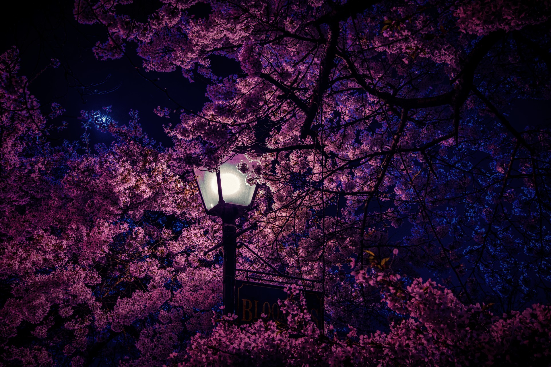 Cherry Blossom Wallpaper, R WQHD_Wallpaper