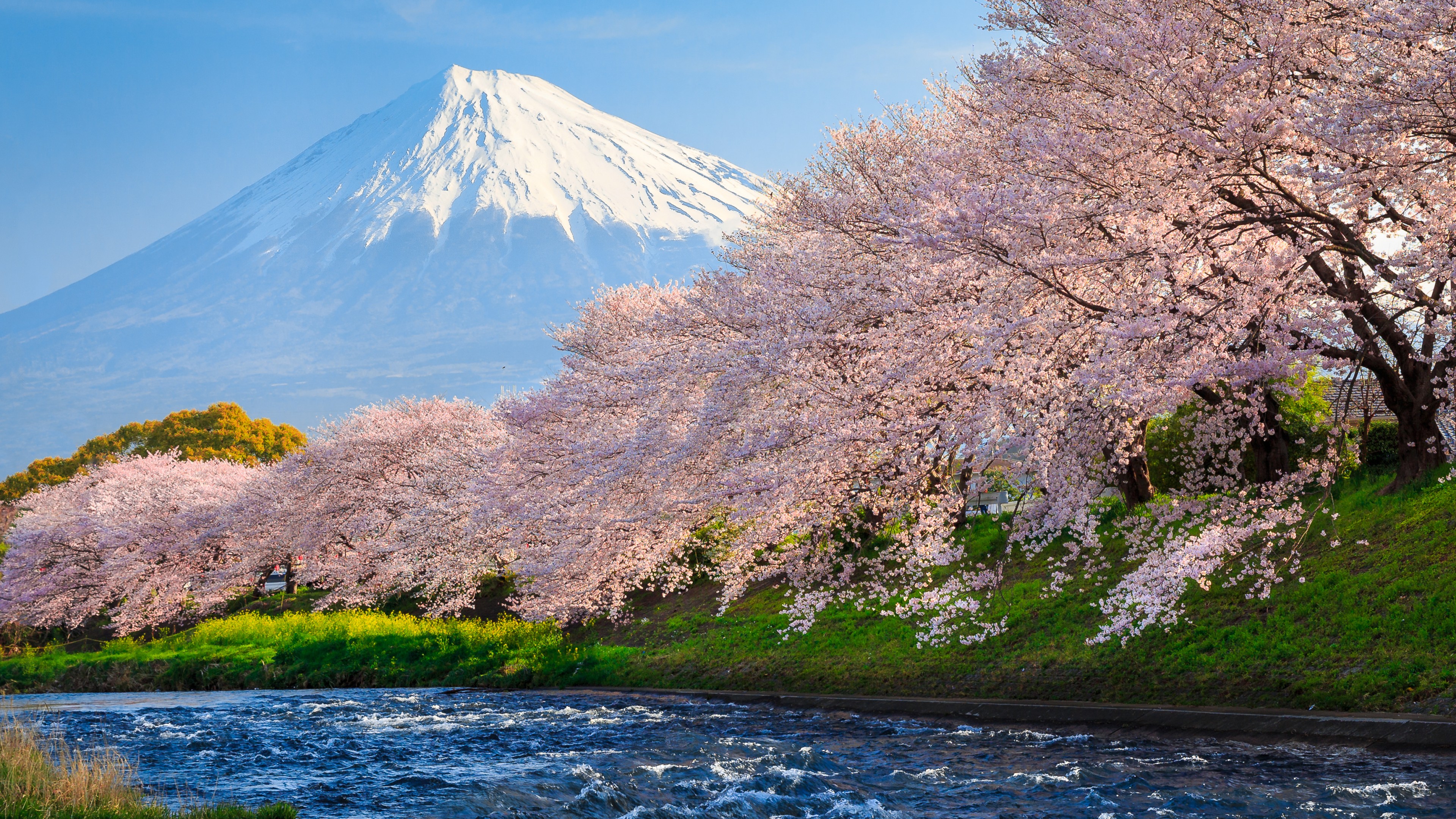 Pink flowering sakura trees by the river against the background of Mount Fuji, Japan Desktop wallpaper 1920x1080