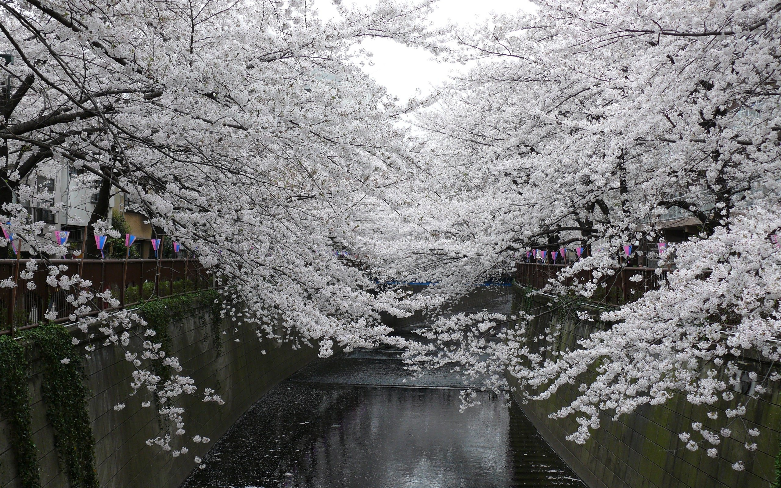 Wallpaper White Trees Near Body of Water During Daytime, Background Free Image