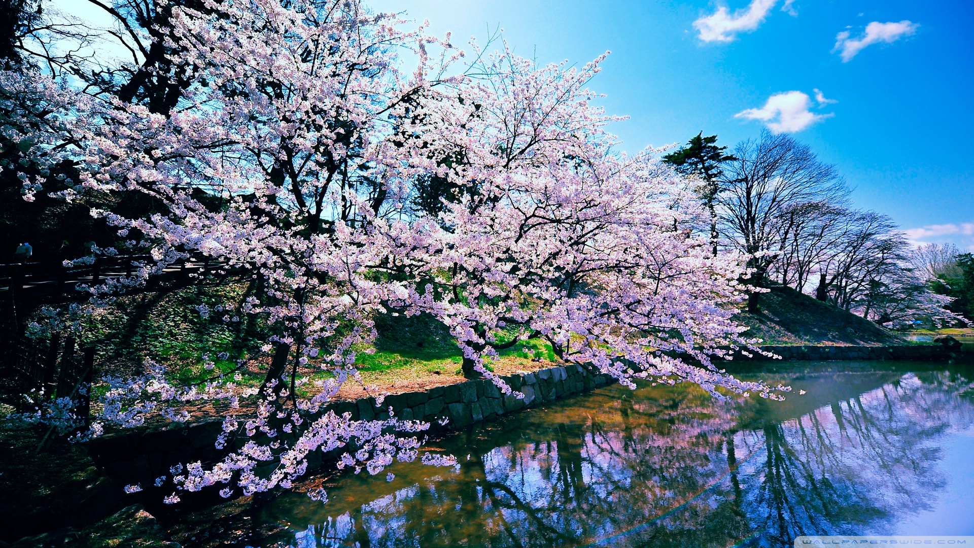 Cherry Blossom Trees 4K UHD Wallpaper for UltraHD Desktop and TV, Widescreen and UltraWide Display, Smartphone and Tablet Devices