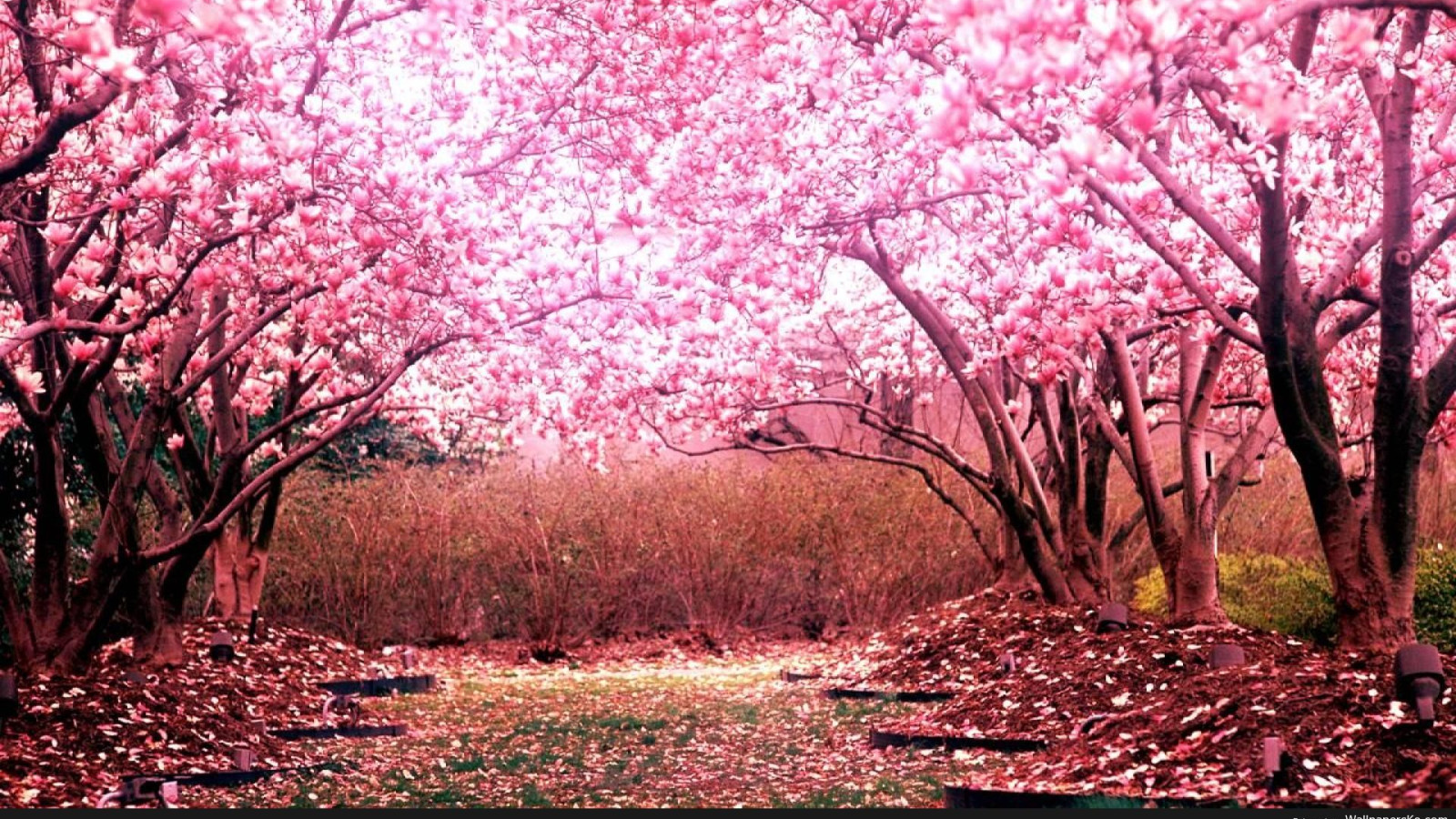 Cherry Blossom Tree Wallpaper 1920x1108 56560