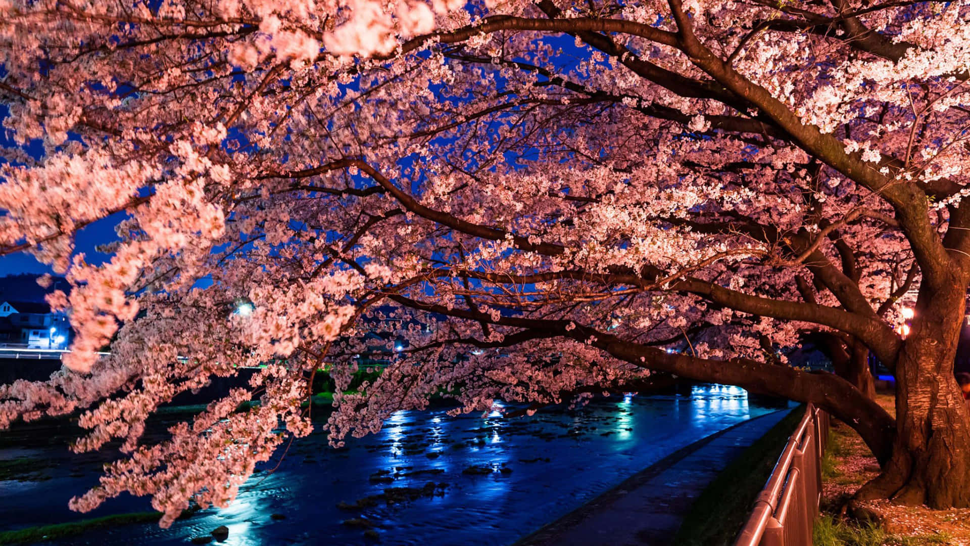 Download Create Productivity with Sakura Pc Wallpaper
