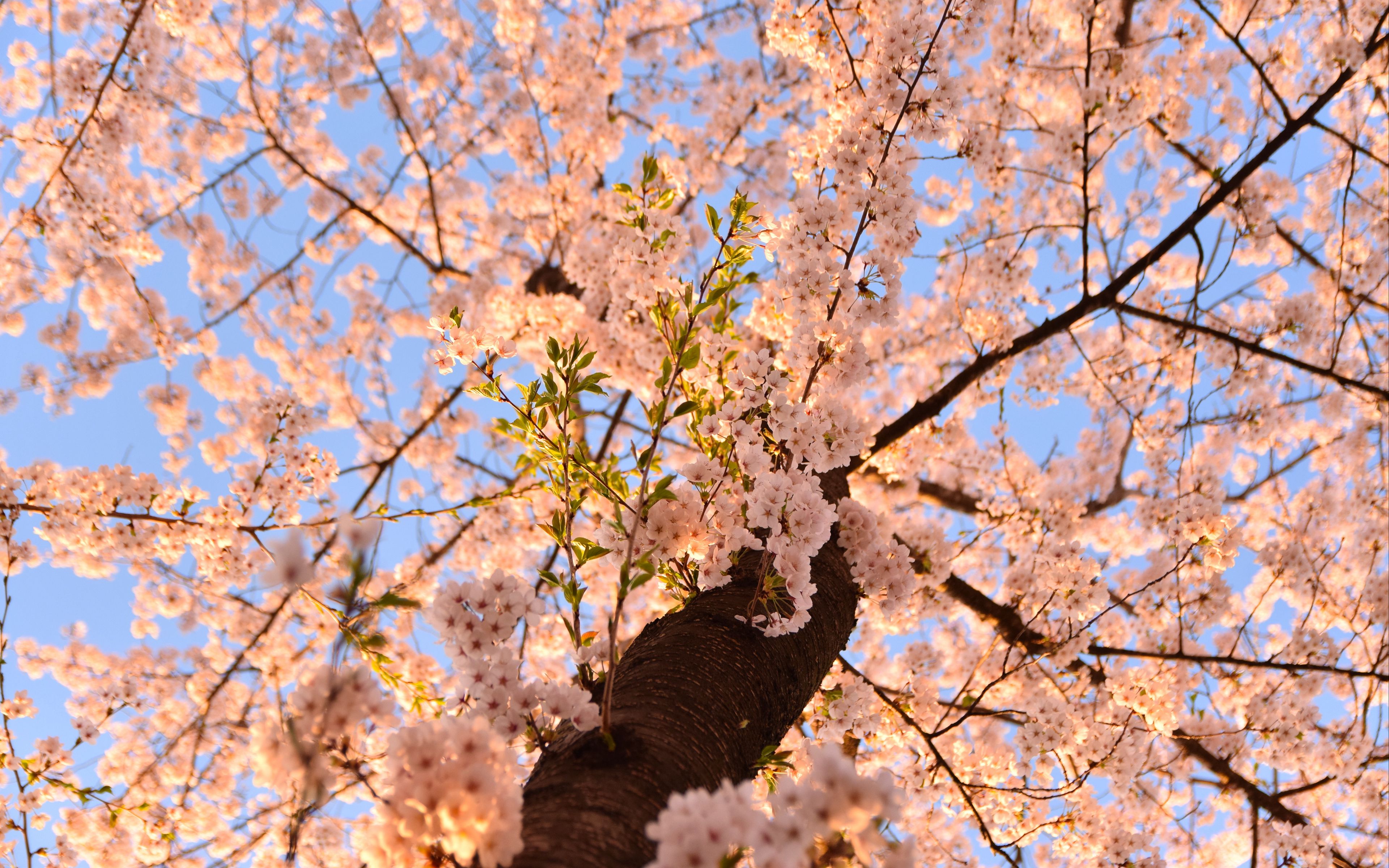 Sakura cherry blossom Aesthetic Wallpaper 4k for Desktop