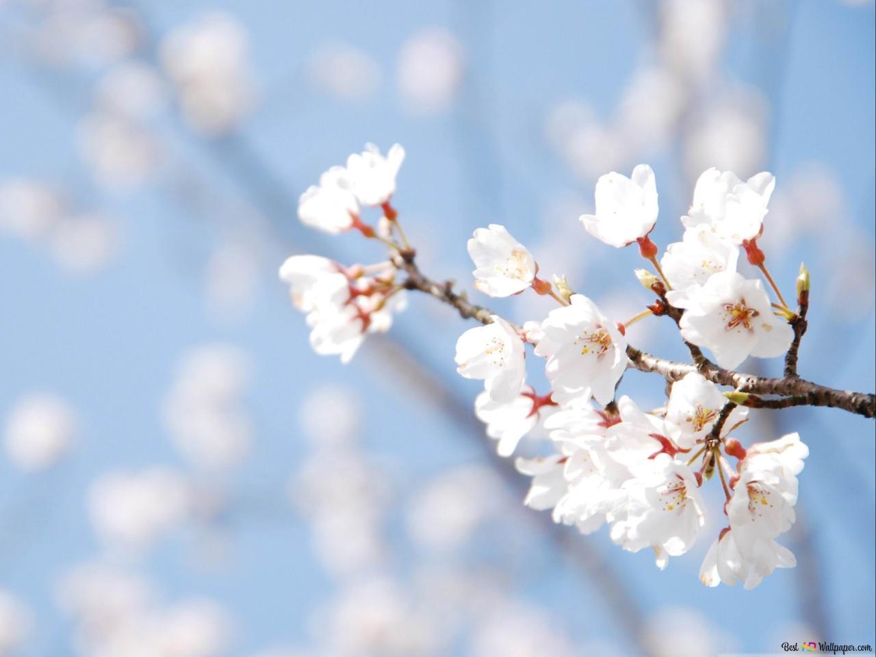 Cherry blossom tree 2K wallpaper download