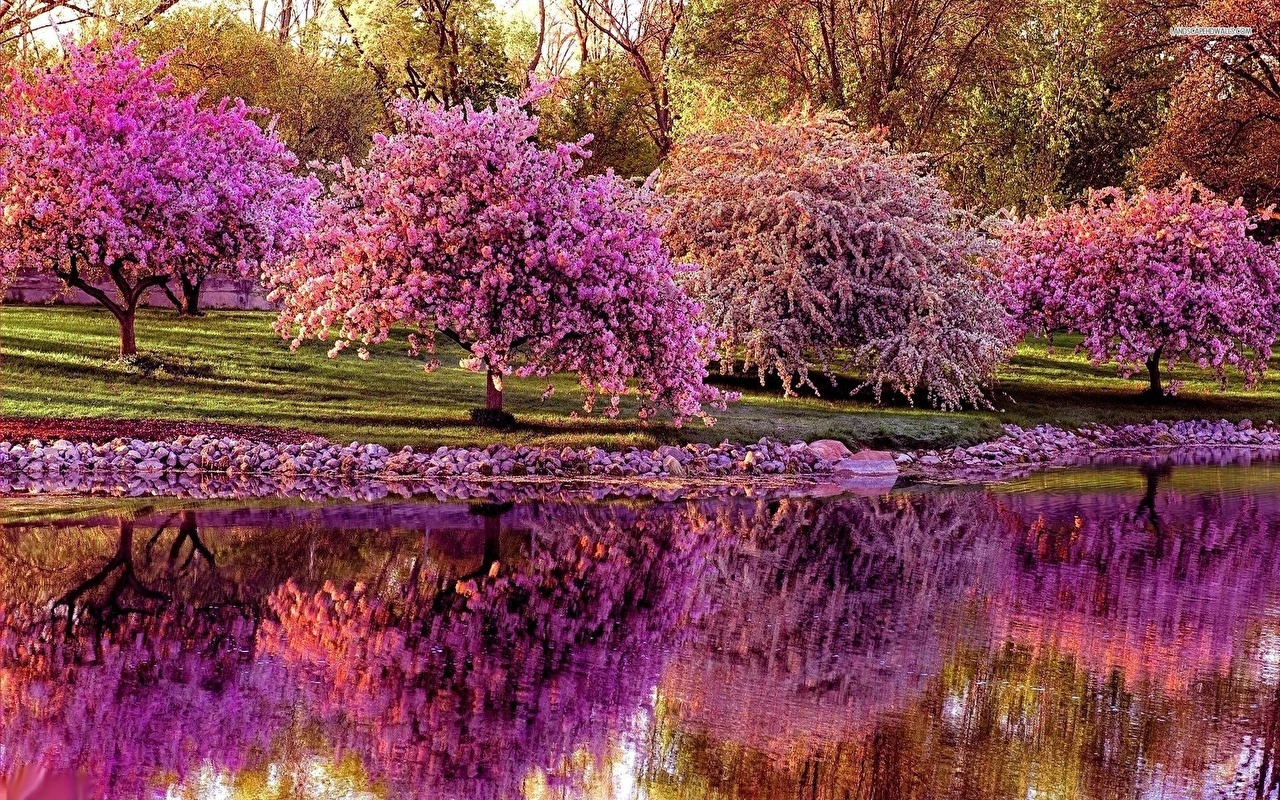 Wallpaper Sakura Nature park Pond Trees Flowering trees