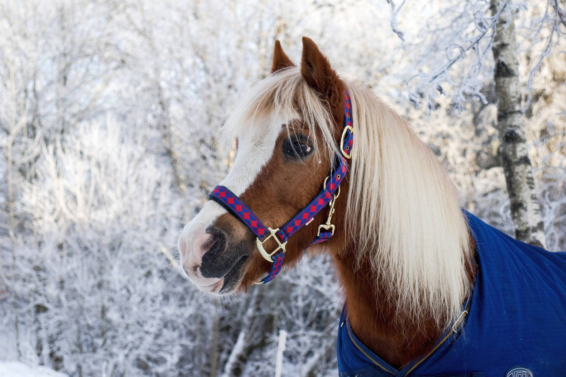 Download Cute Horse Wallpaper for FREE [100,Mobile & Desktop]