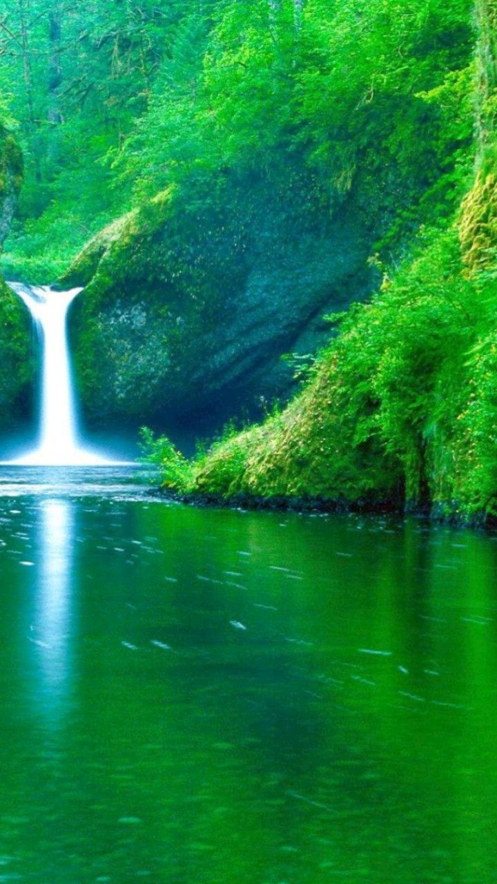 wallpaper, HD wallpaper, green nature wallpaper