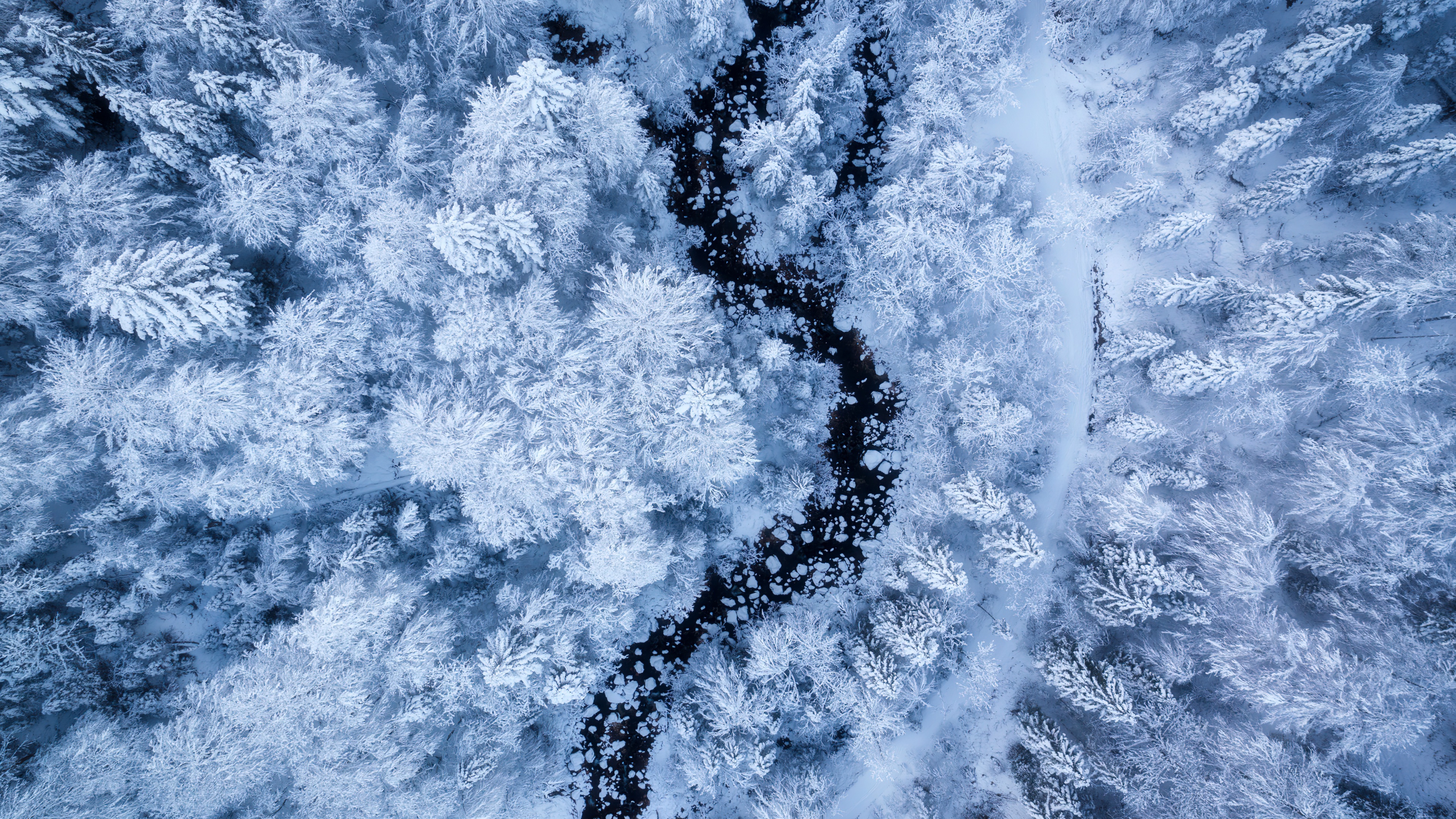 Snow covered winter forest aerial view aesthetic 4K wallpaper