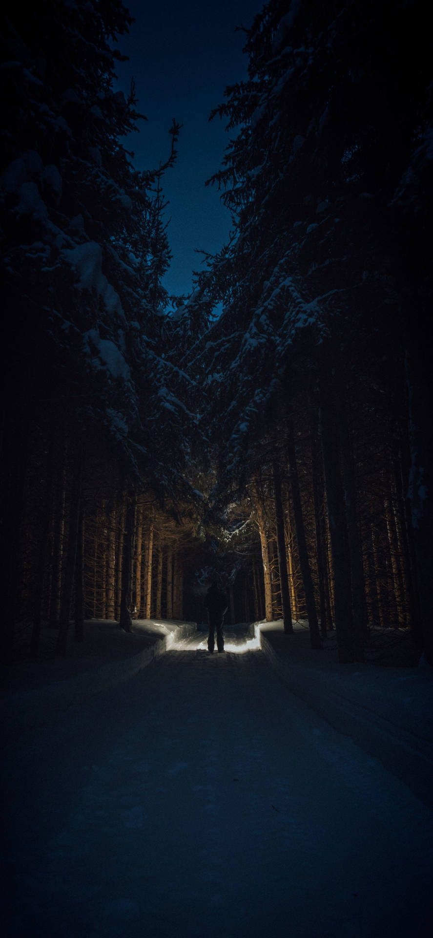 Download Dark Night In Snow Covered Forest Wallpaper