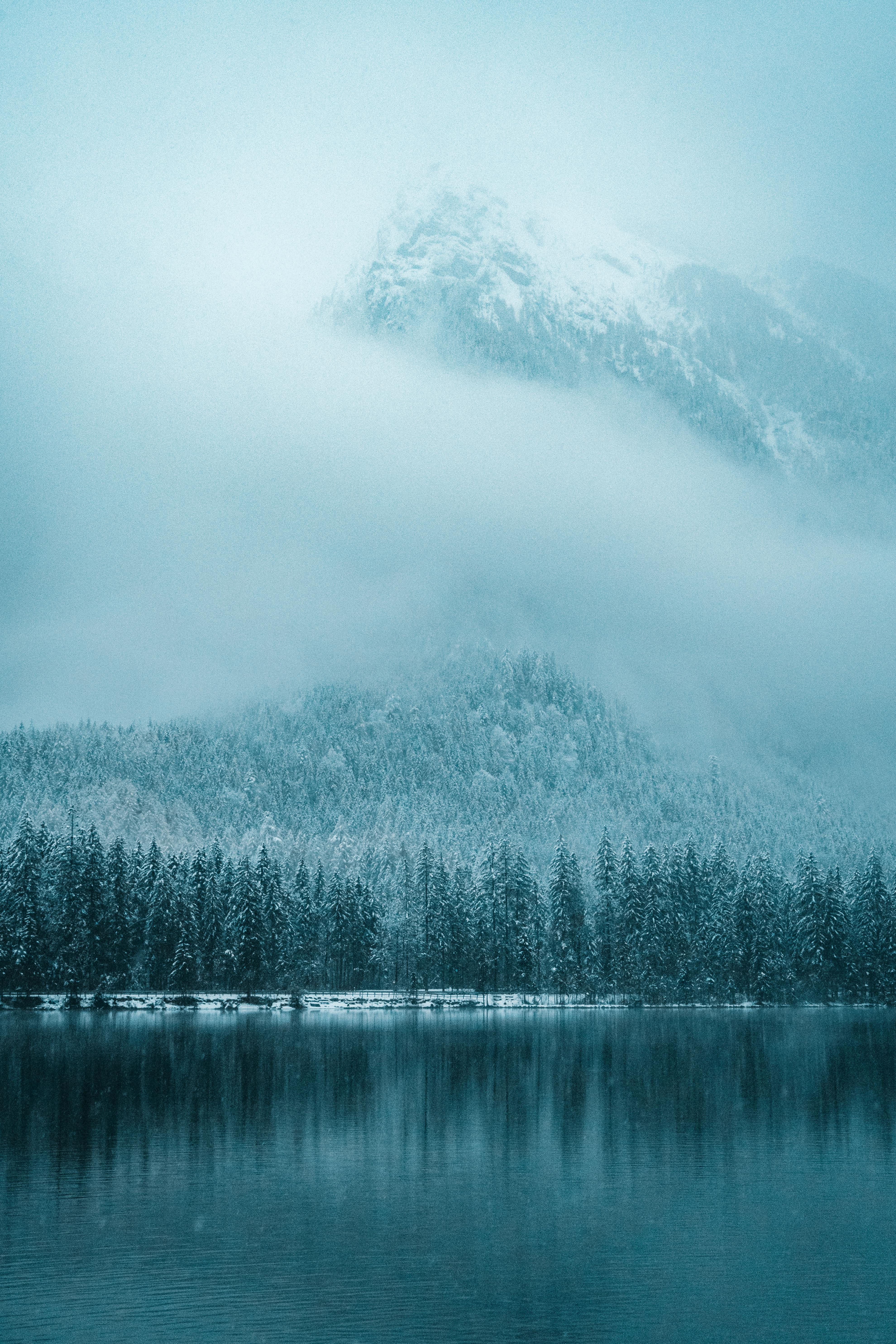 Snow Forest Photo, Download The BEST Free Snow Forest & HD Image