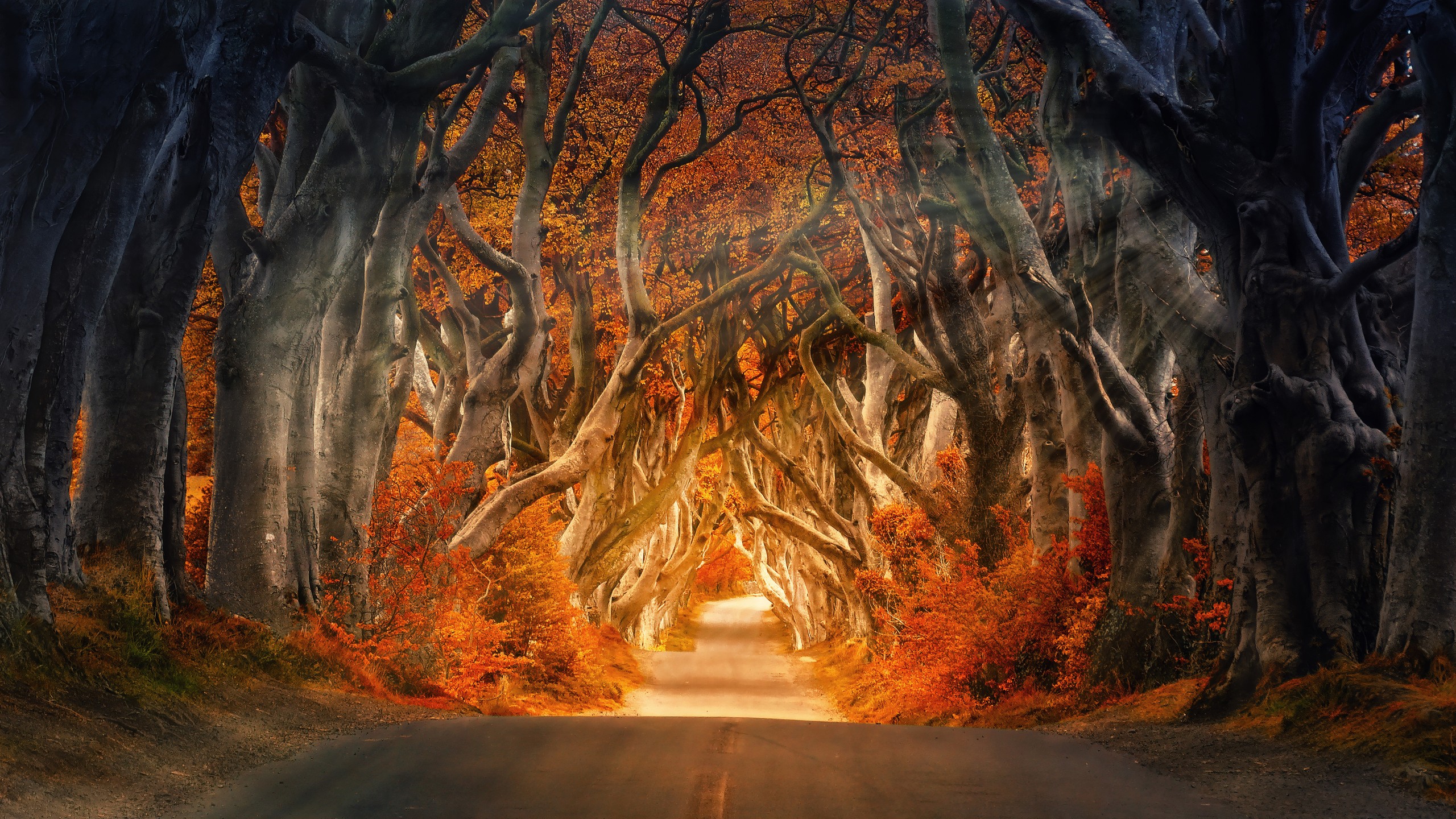 Autumn Forest Road 4K 8K Wallpaper