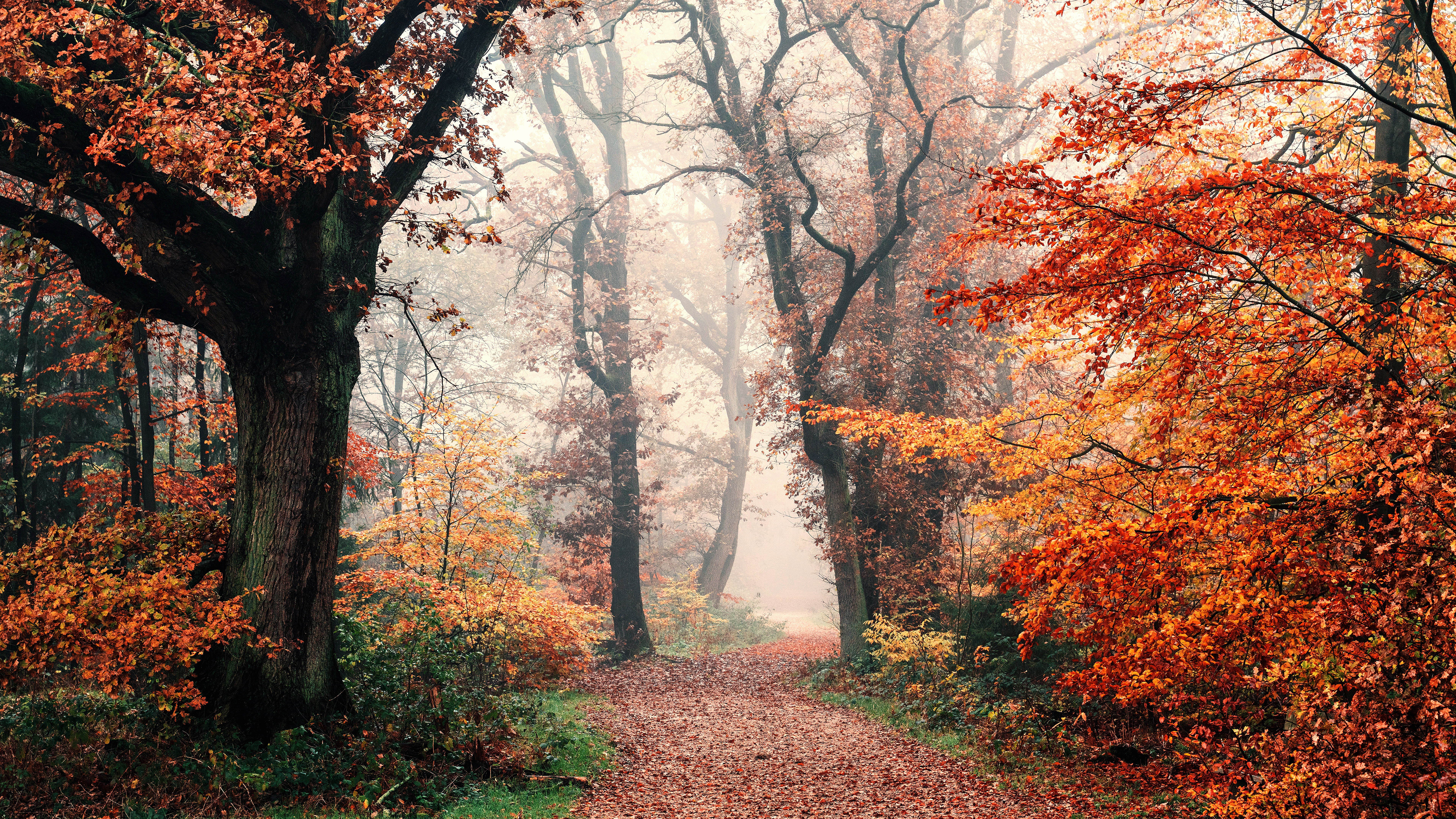 Autumn Wallpaper 8K