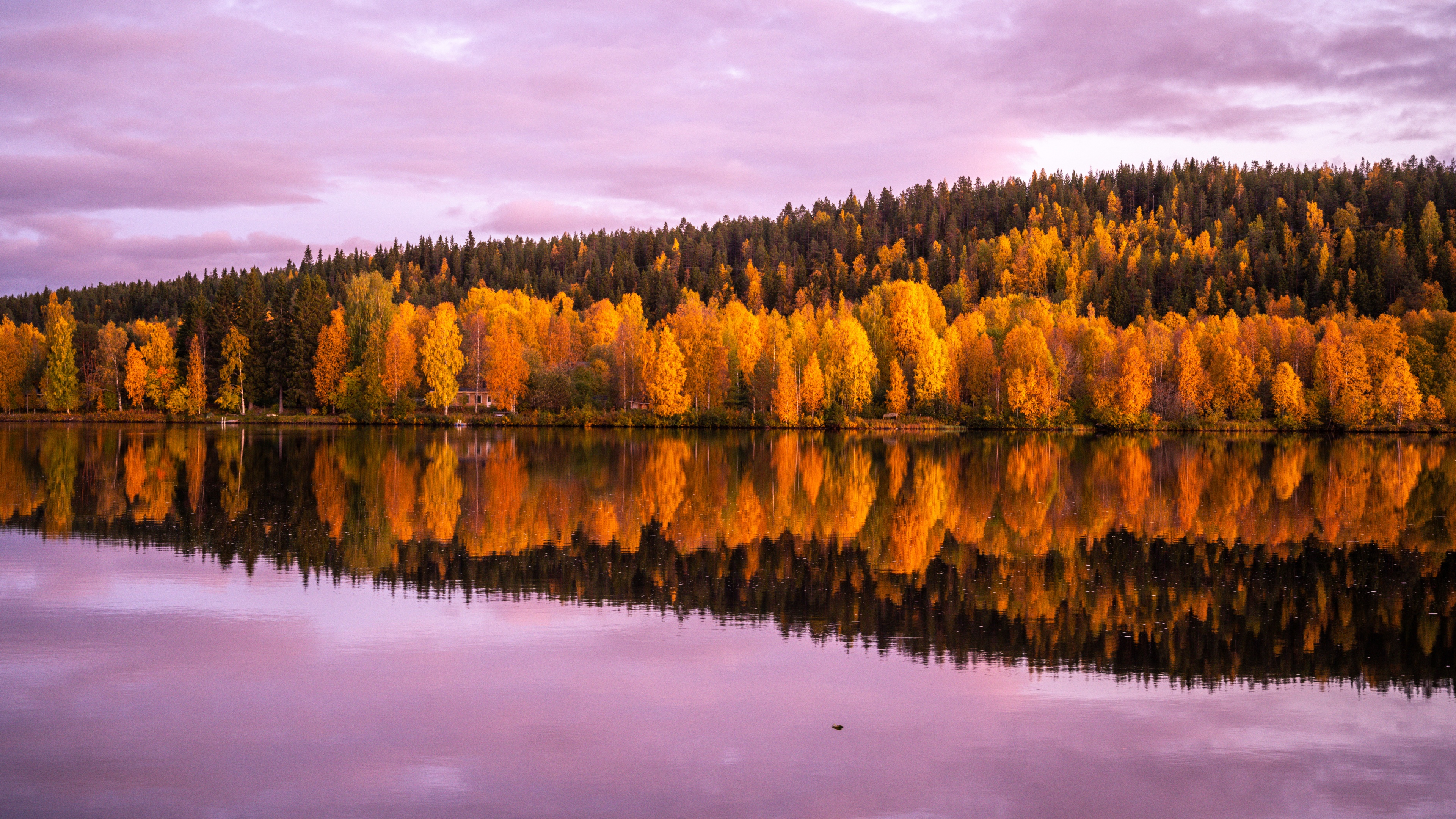 Autumn trees Wallpaper 4K, 8K, Forest, Pink sky, Sunset