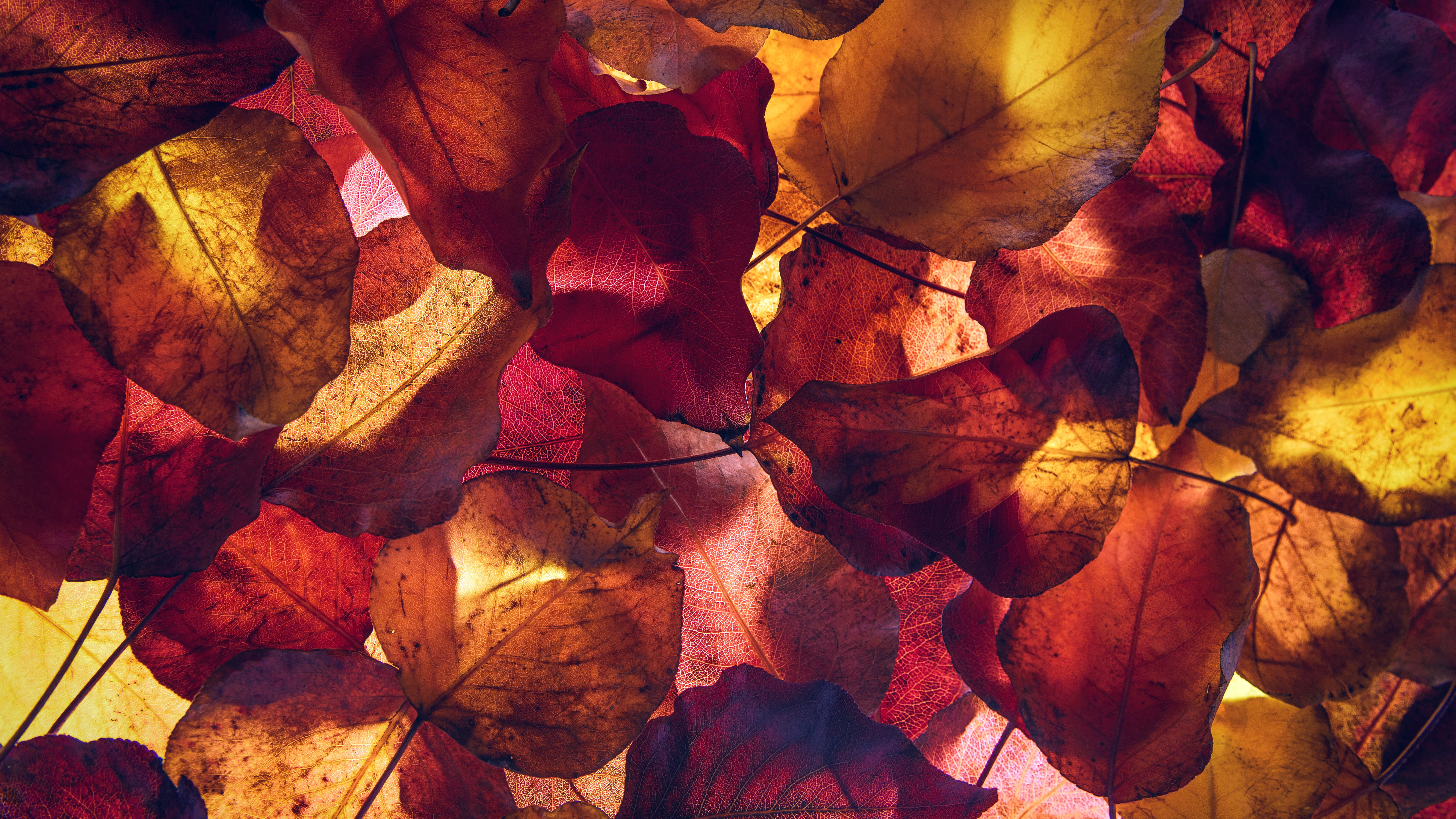 Autumn Leaves 4K 8K Wallpaper