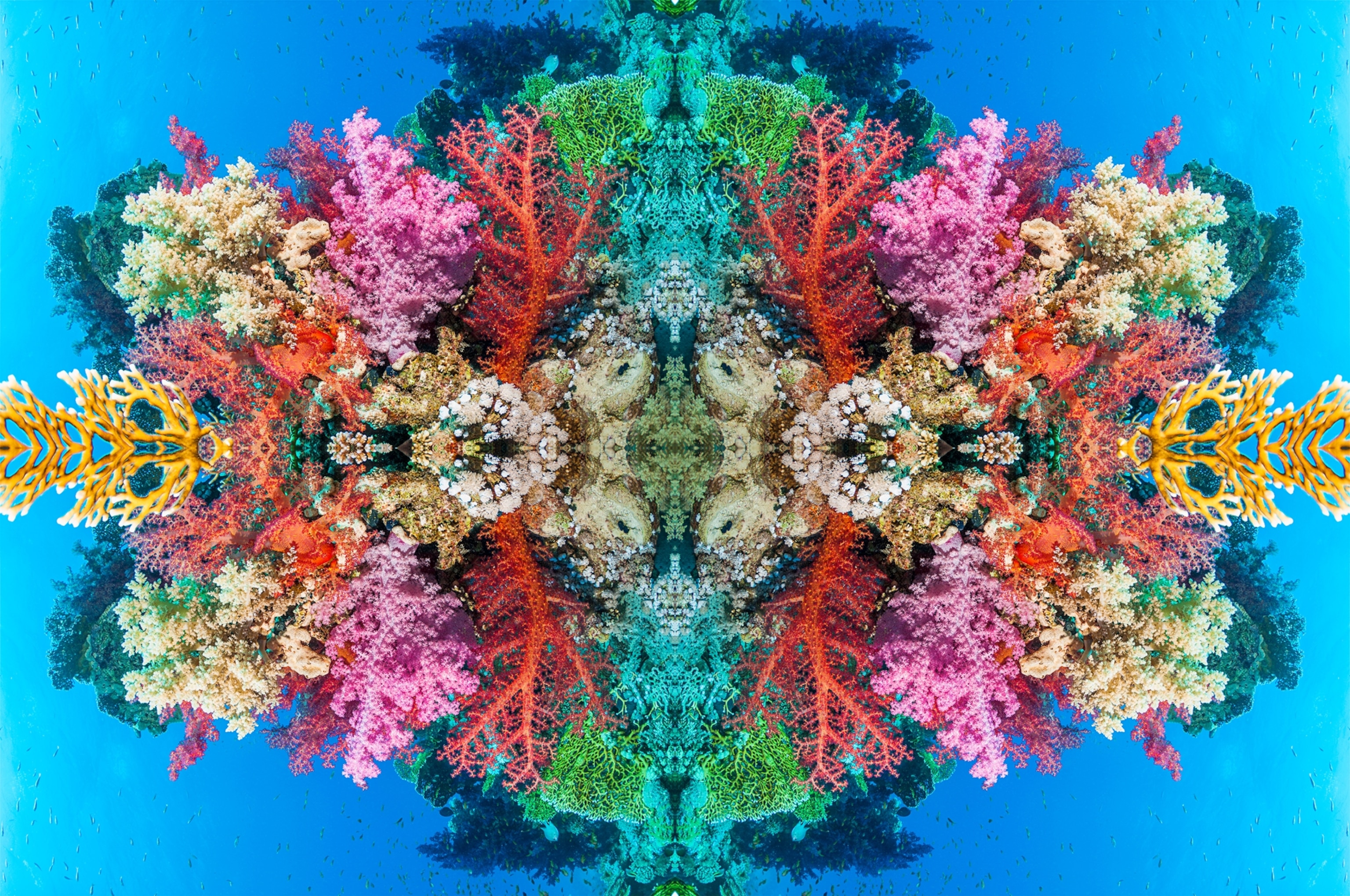 These image will help you see coral reefs in a whole new way