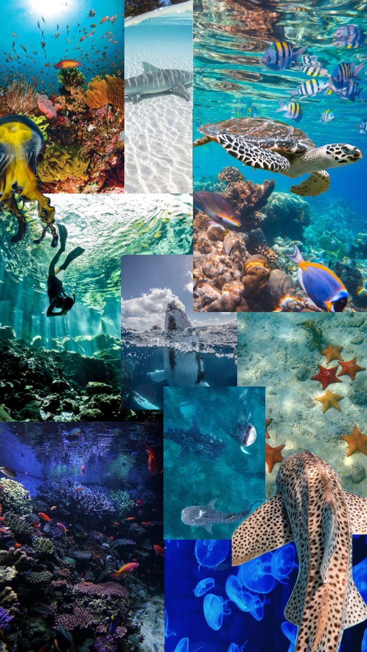 #oceancore #oceanlove #oceanaesthetic #oceanlove #seacreatur. Cute summer wallpaper, Cute wallpaper, Cute