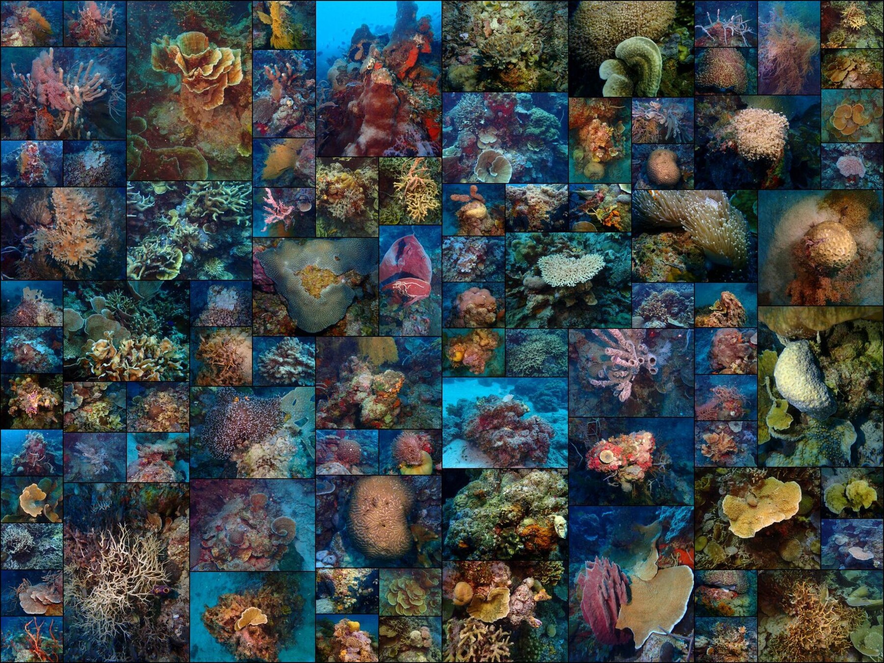 260 photo of Overlit Coral