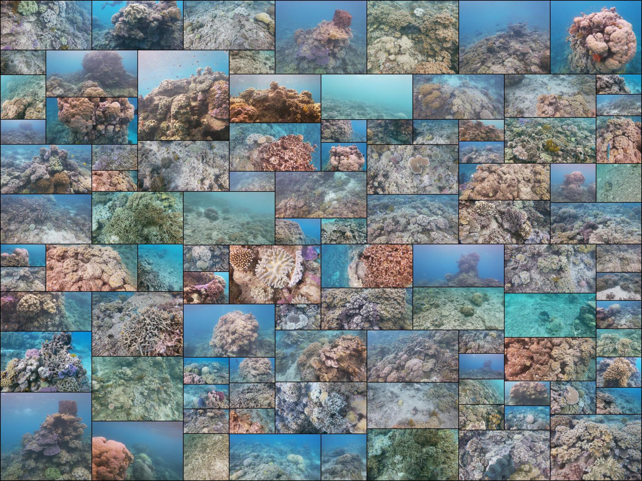 photo of Great Barrier Coral Reef Columns and Floor
