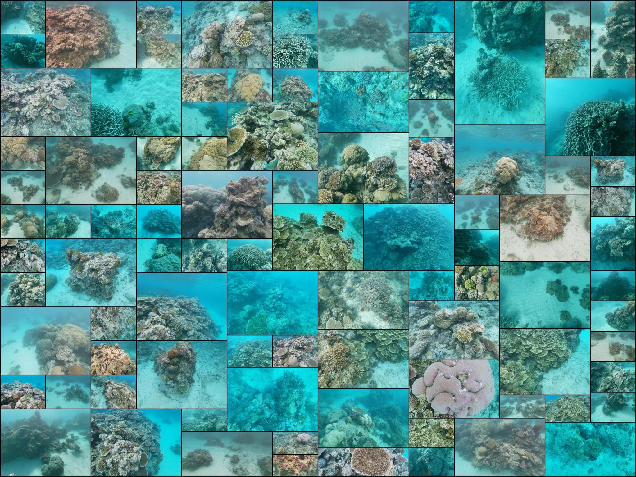 photo of Great Barrier Coral Reef and Sandy Floor