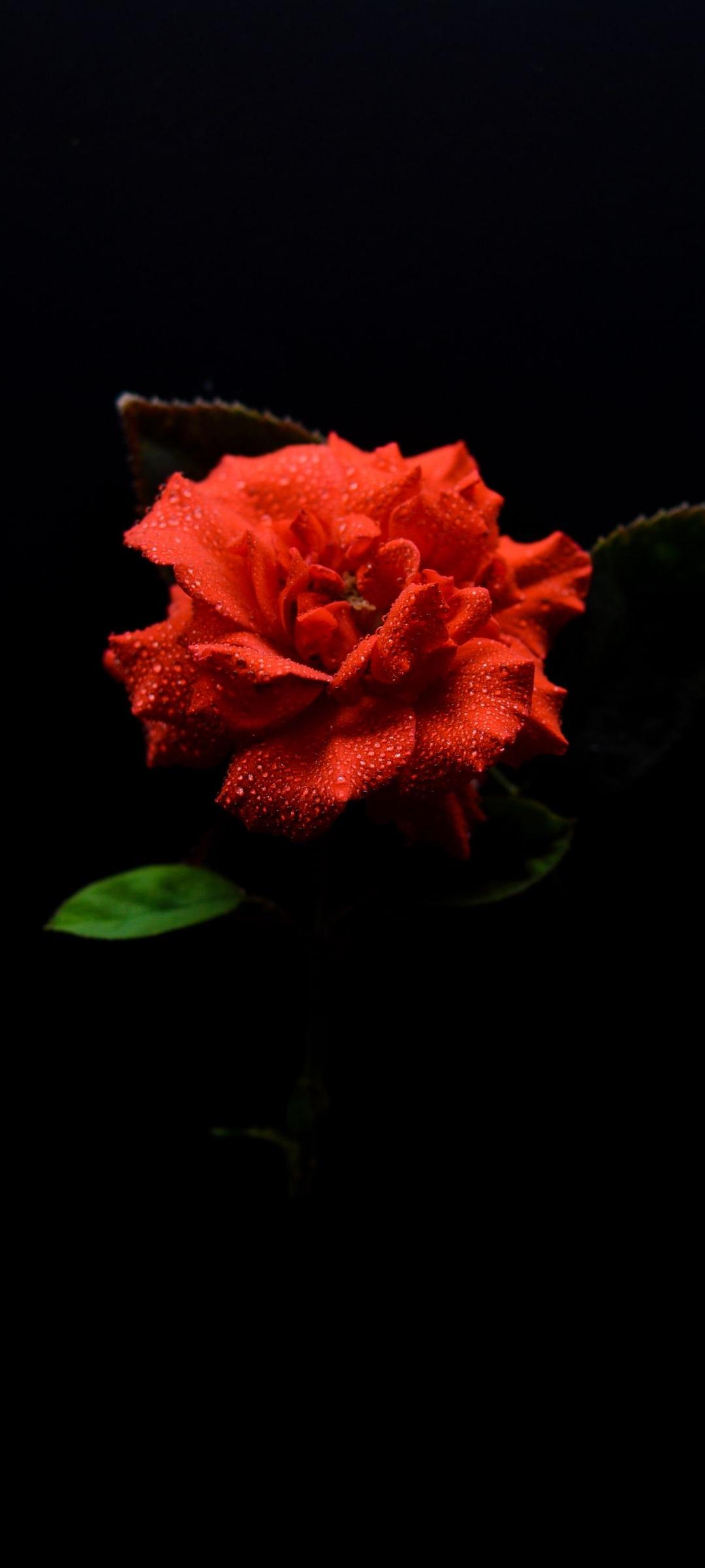 Vivo T4 Lite 5G Wallpaper