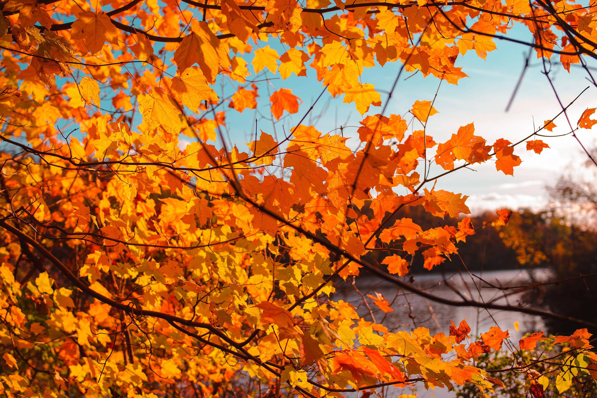 Download Fall Aesthetic Orange Maple Branch Wallpaper