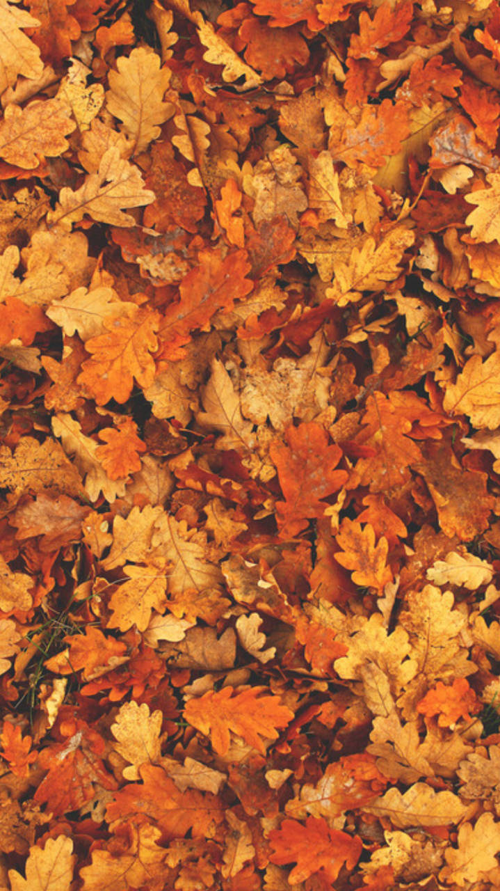 Download Fall Aesthetic iPhone Yellow Orange Fallen Leaves Wallpaper