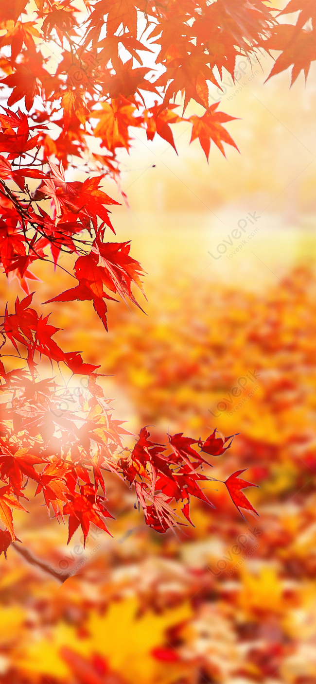 Maple Leaf Mobile Wallpaper In Autumn Image And Picture For Free Download