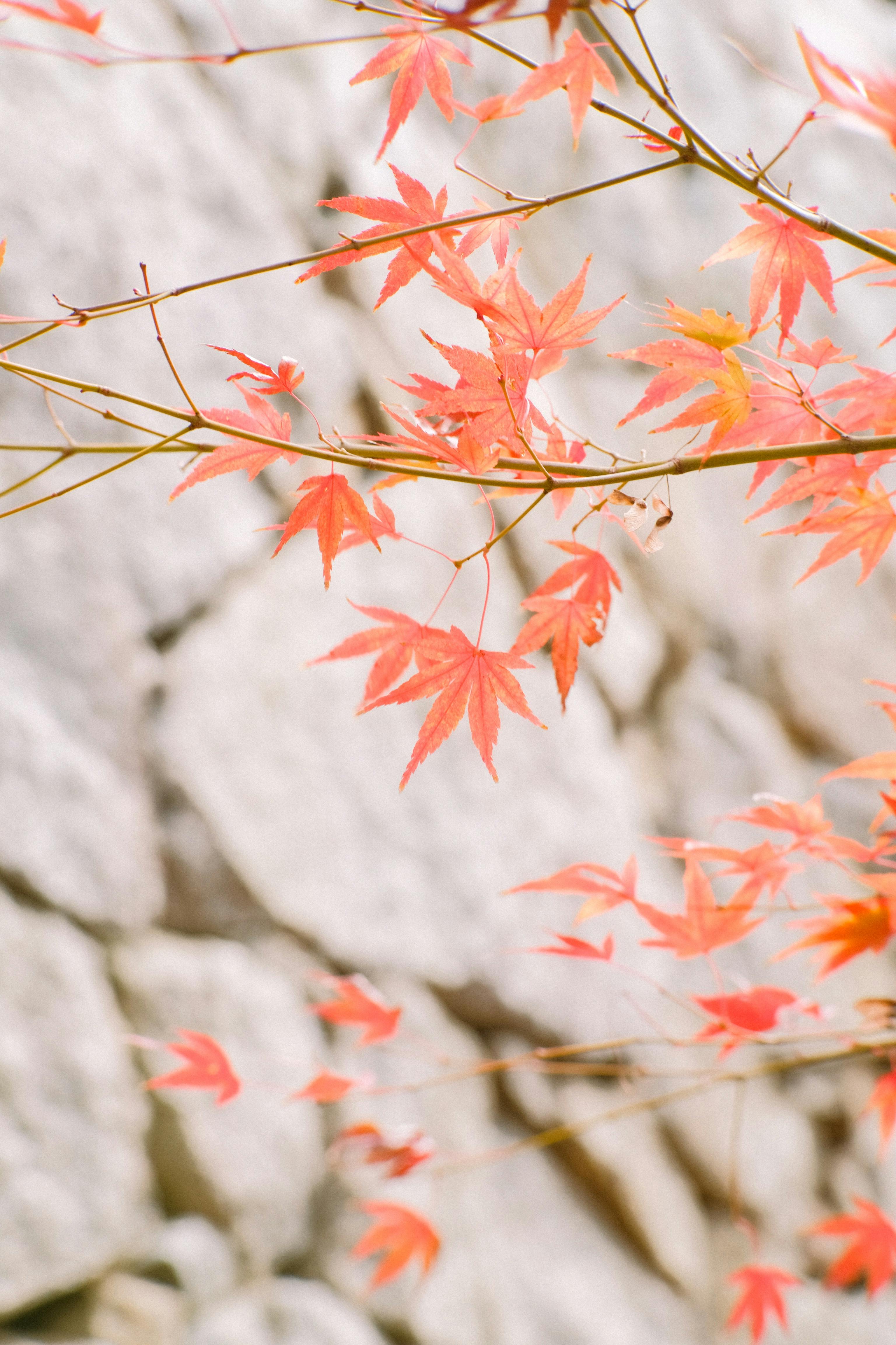 Maple Leaves in the Fall · Free