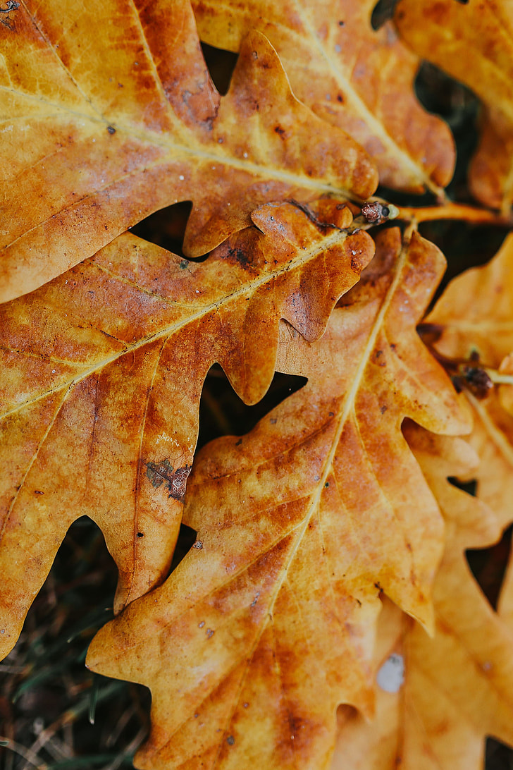 Royalty Free Photo: Autumn Leaves On The Ground