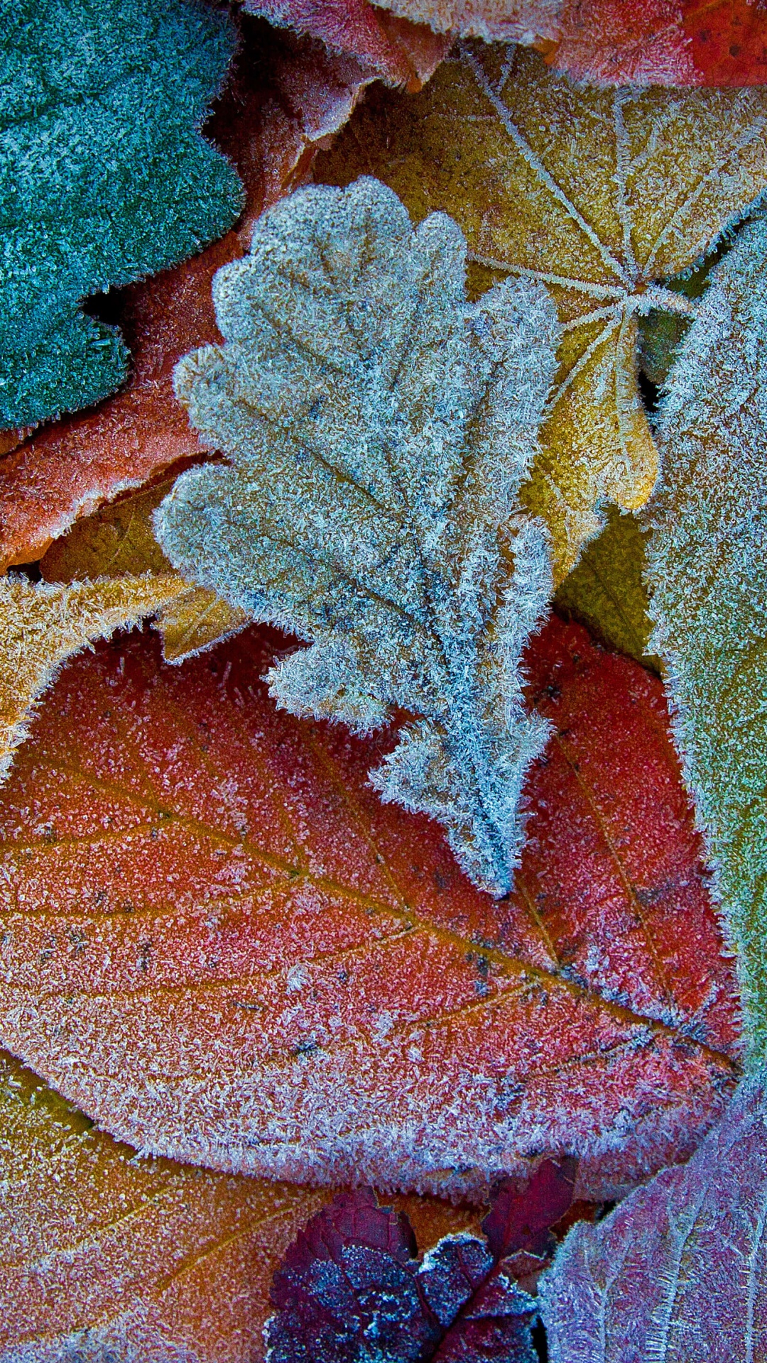 Autumn leaves Wallpaper 4K, Frost leaves, Colorful background