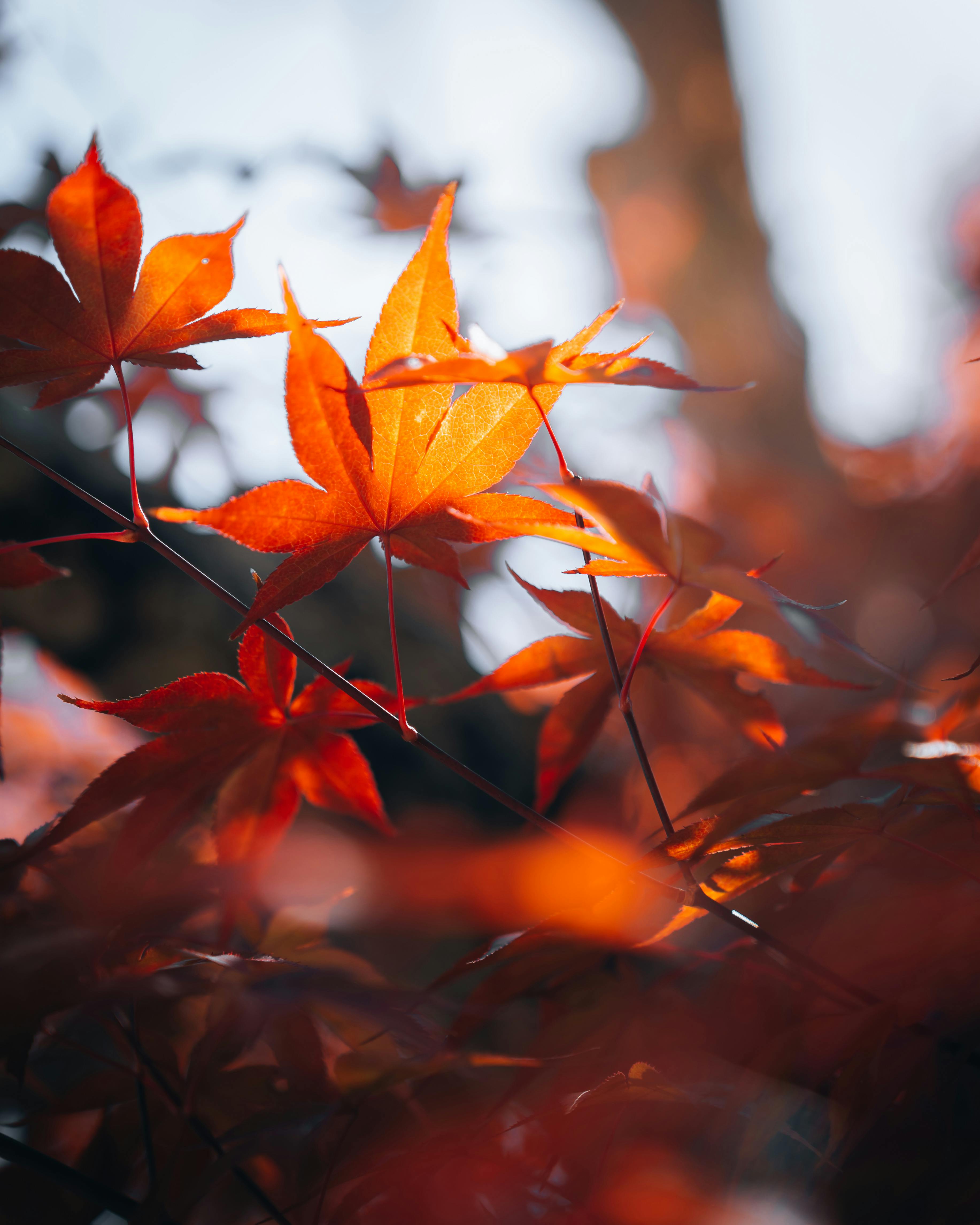 Close up of Autumn Leaves · Free