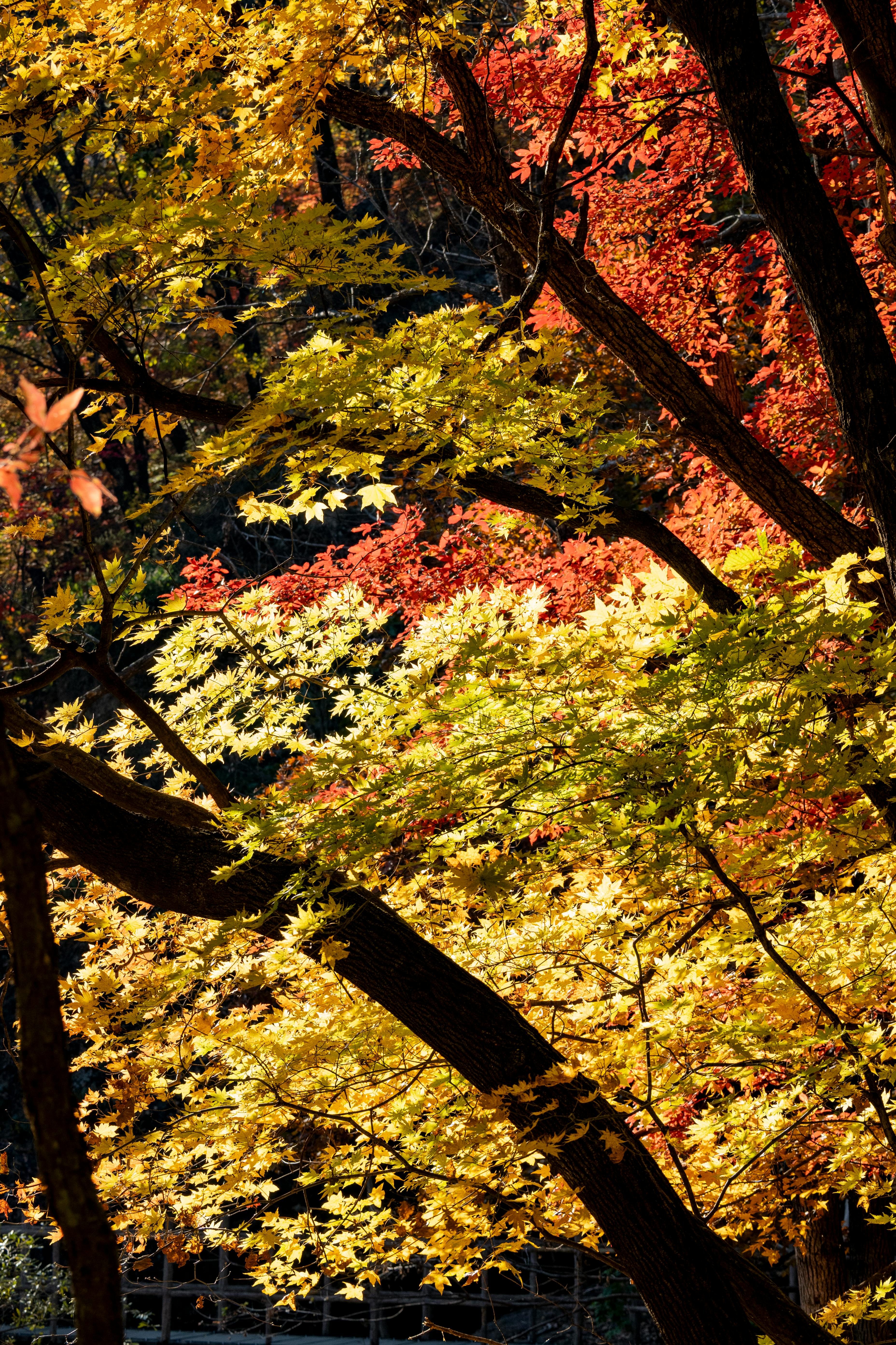 Vibrant Autumn Foliage in a Forest Setting · Free