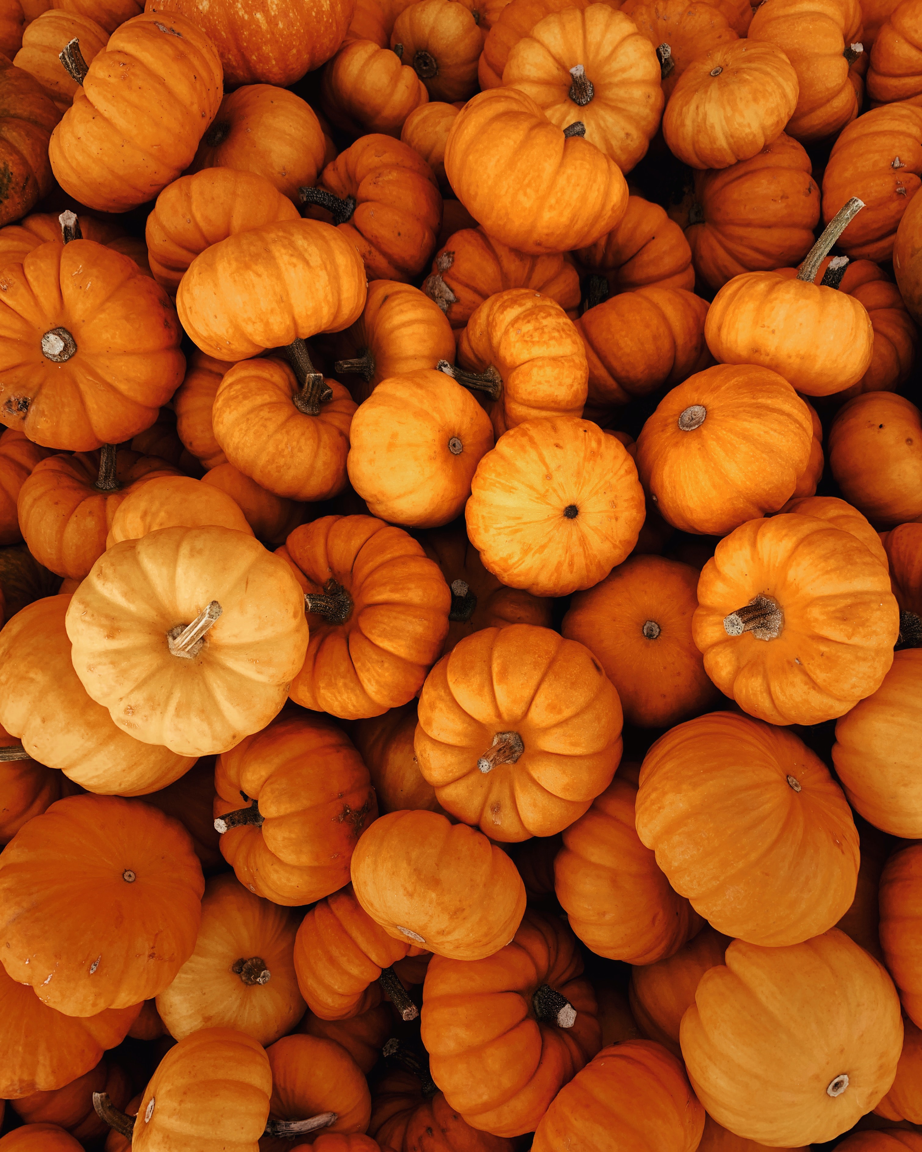 Phone wallpaper: Halloween, Autumn, Vegetables, Pumpkin, Miscellanea, Miscellaneous, Harvest 120021