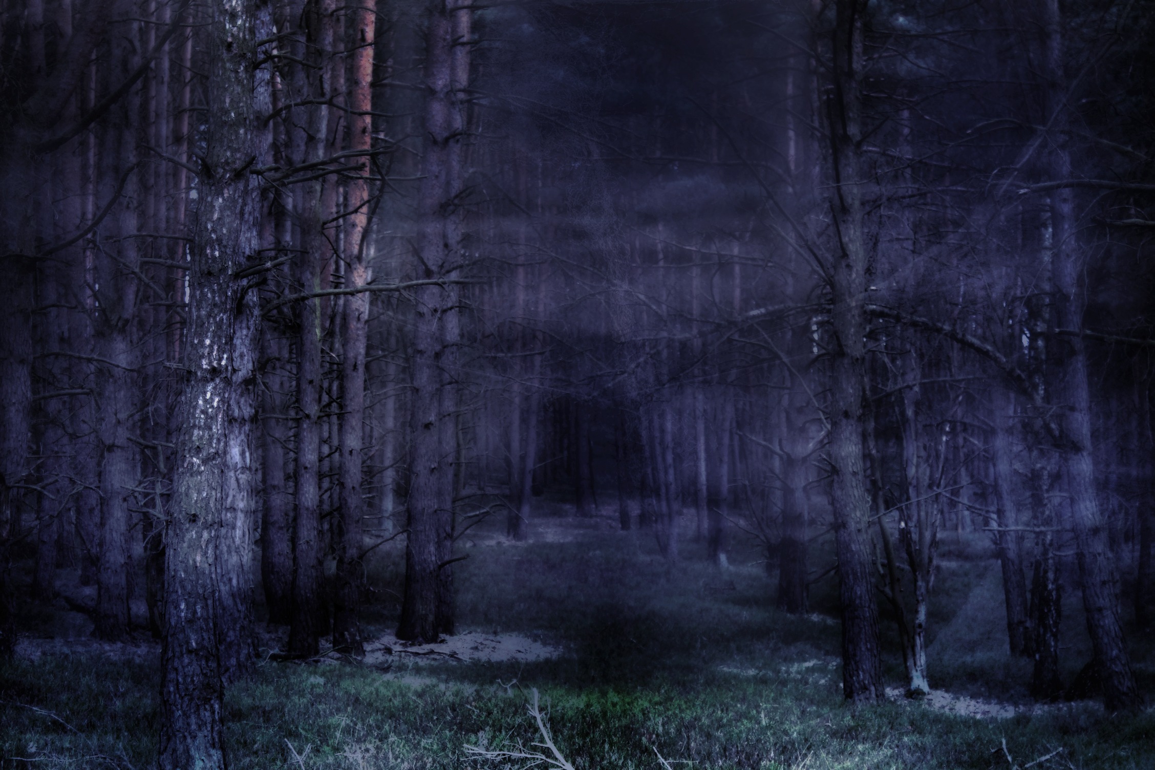 Free Image, tree, forest, light, fog, sunlight, texture, atmosphere, mystical, darkness, woodland, habitat, screenshot, fairy tales, gespenstig, natural environment, atmospheric phenomenon, computer wallpaper 2256x1504