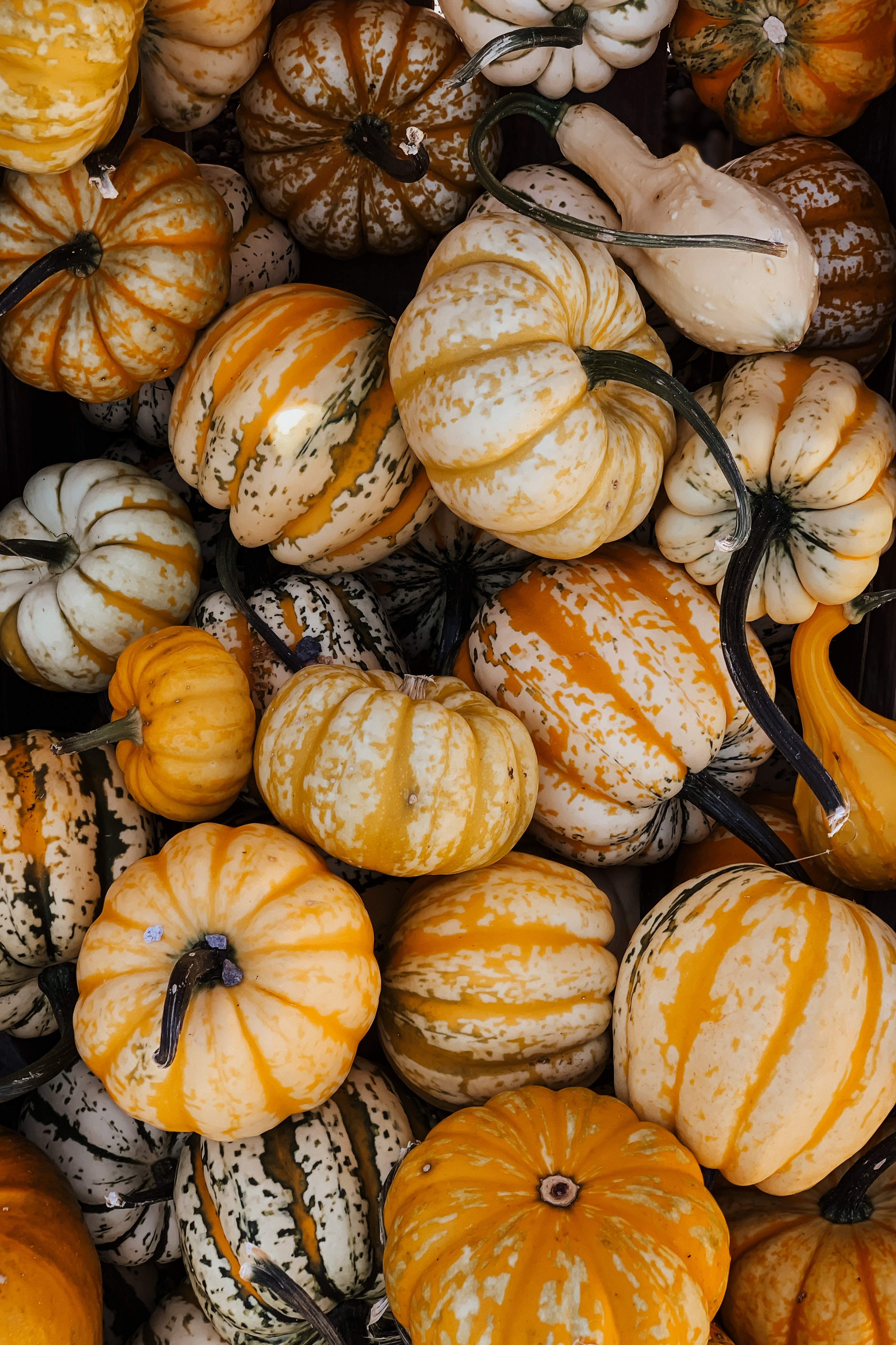 Phone wallpaper: Autumn, Halloween, Food, Pumpkin, Vegetable 81701