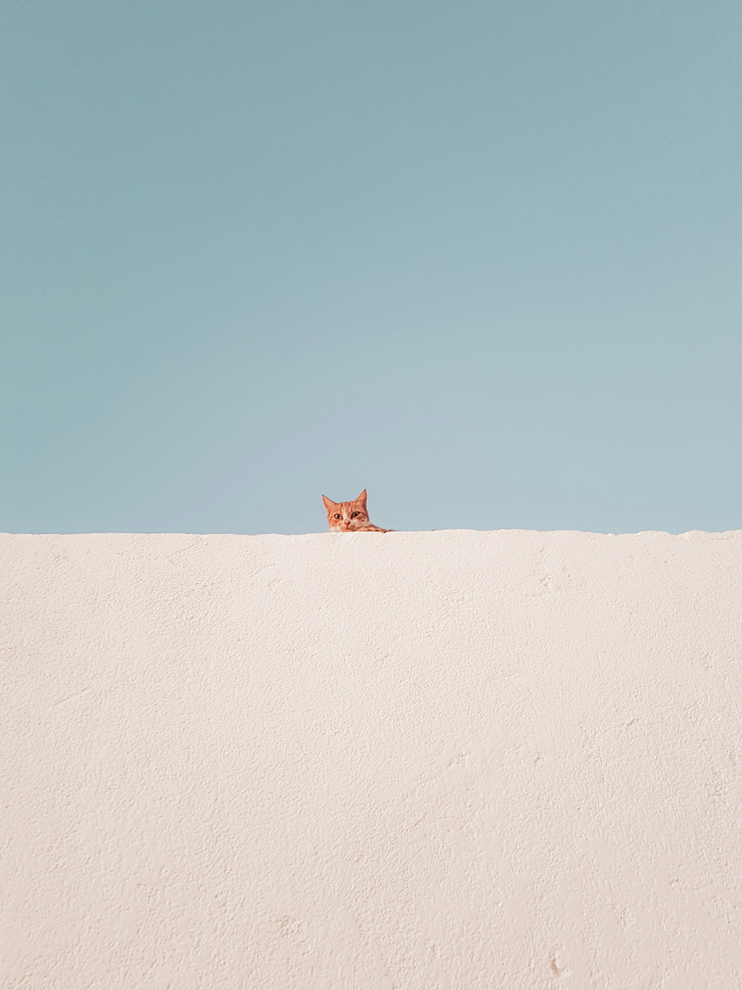 Cute Cat On Top Of A Wall